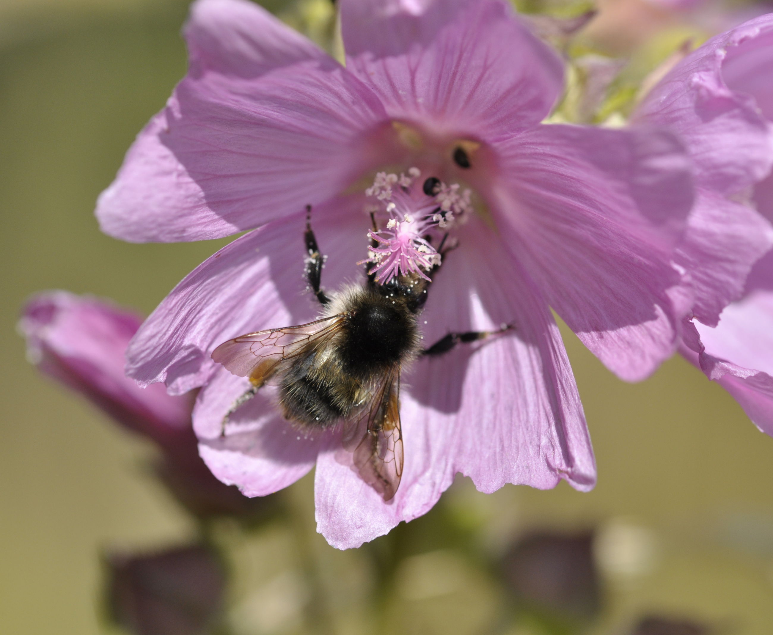 Agerhumle der spiser nektar fra Moskus Katost. Foto: Rikke Milbak