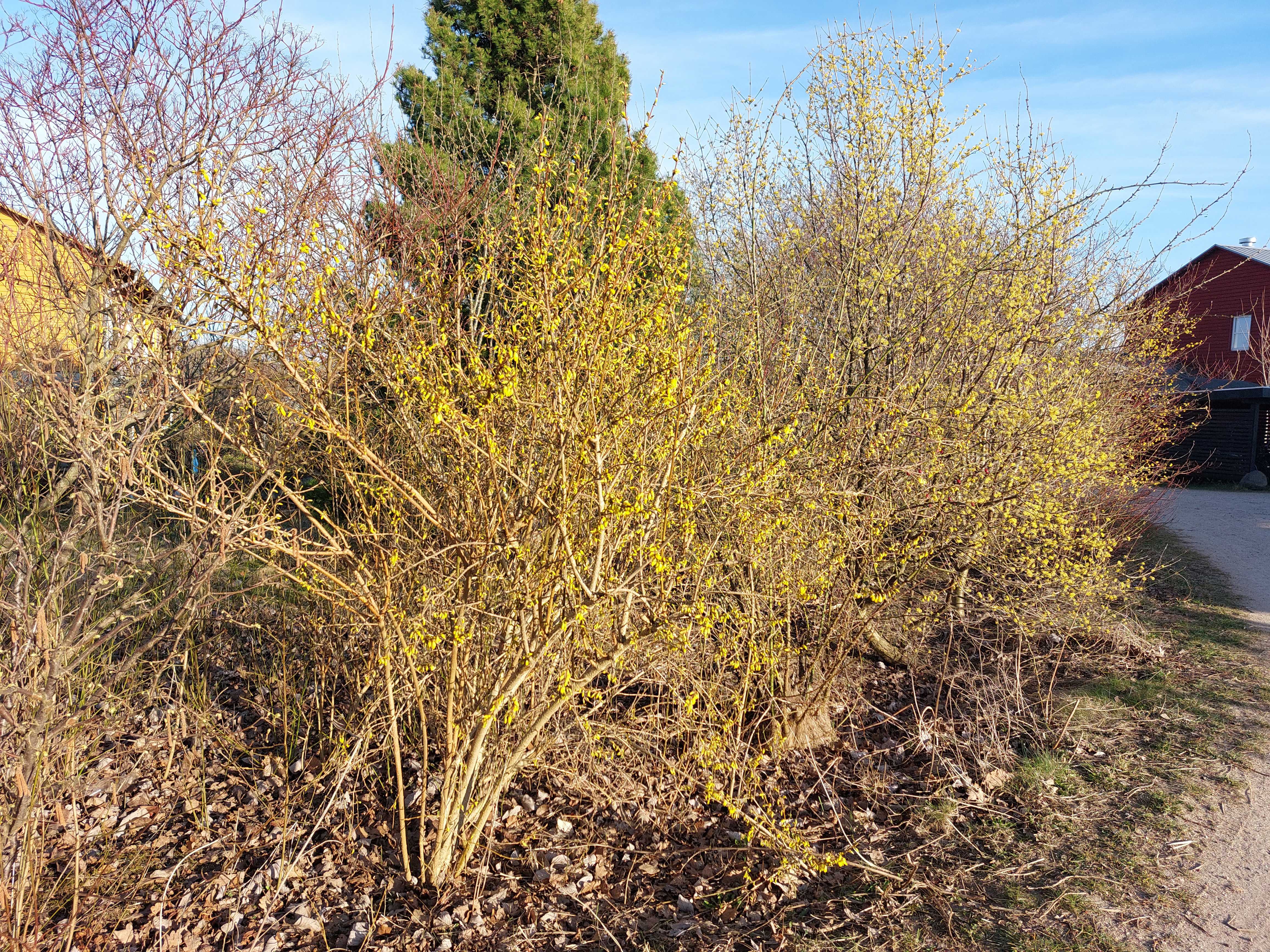 Sørg for, at der er et krat, der giver skygge, skjul og fødekilder.