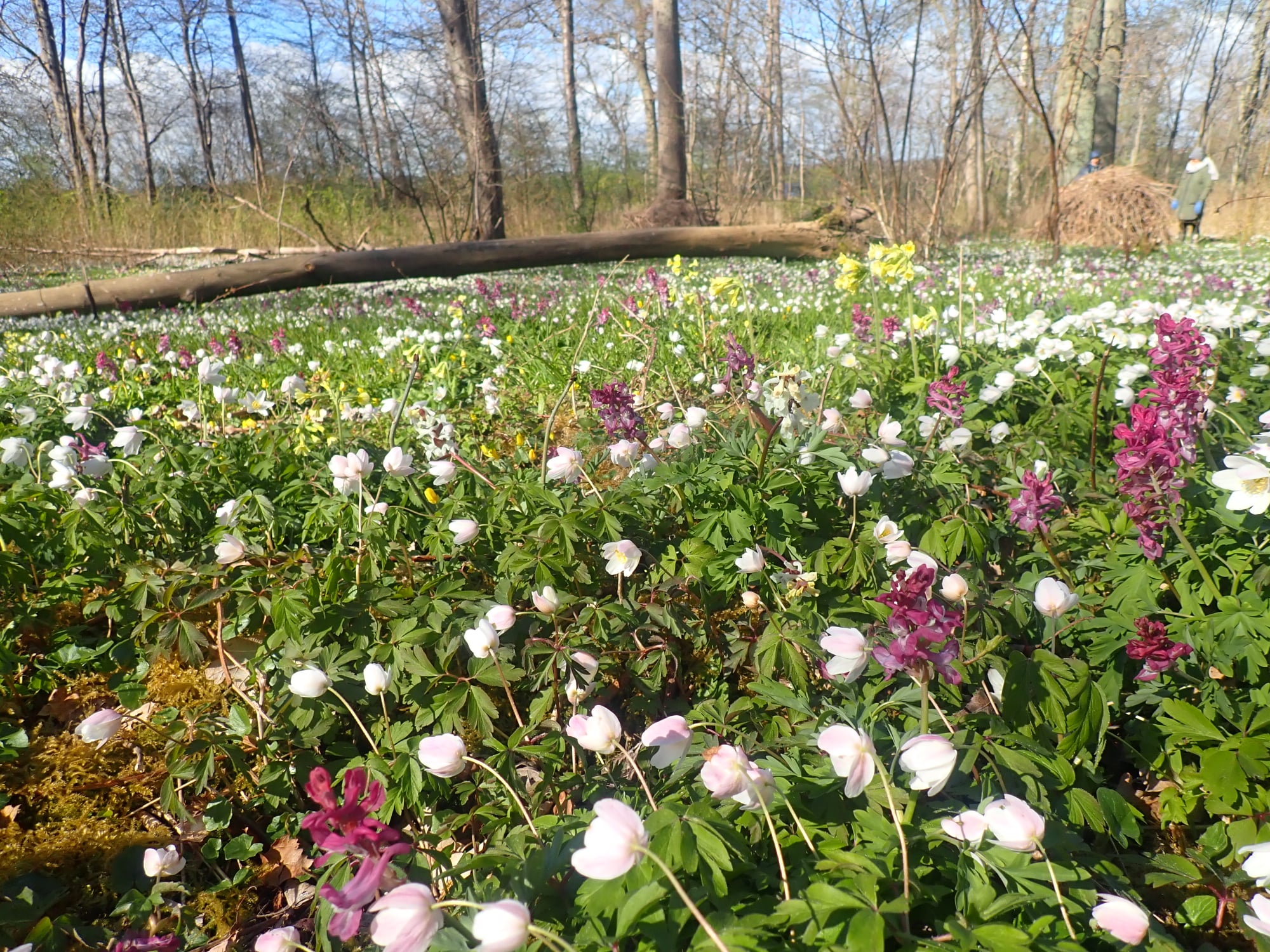 Stævningsskoven giver lys til forårsblomsterne