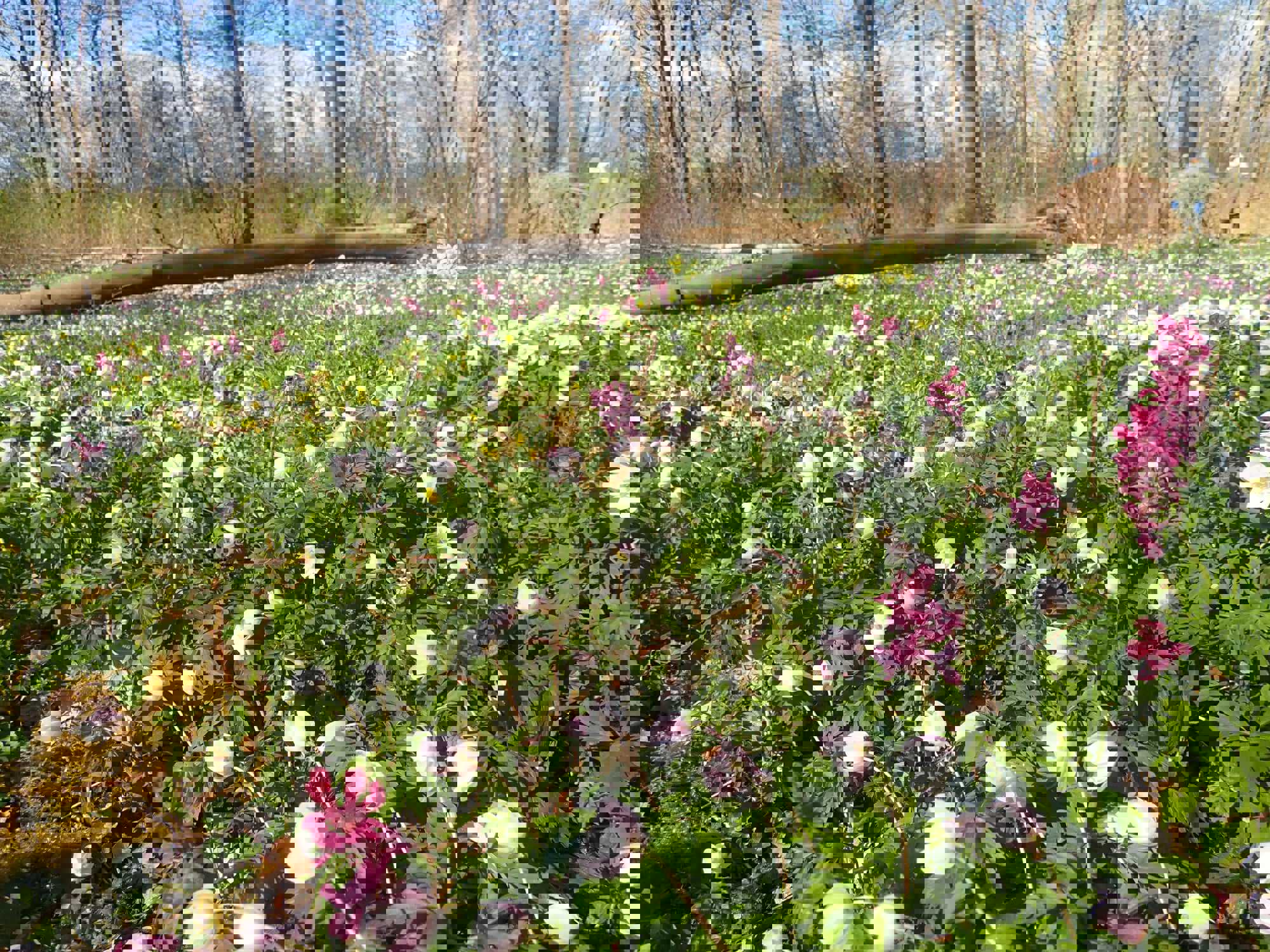 Stævningsskoven giver lys til forårsblomsterne