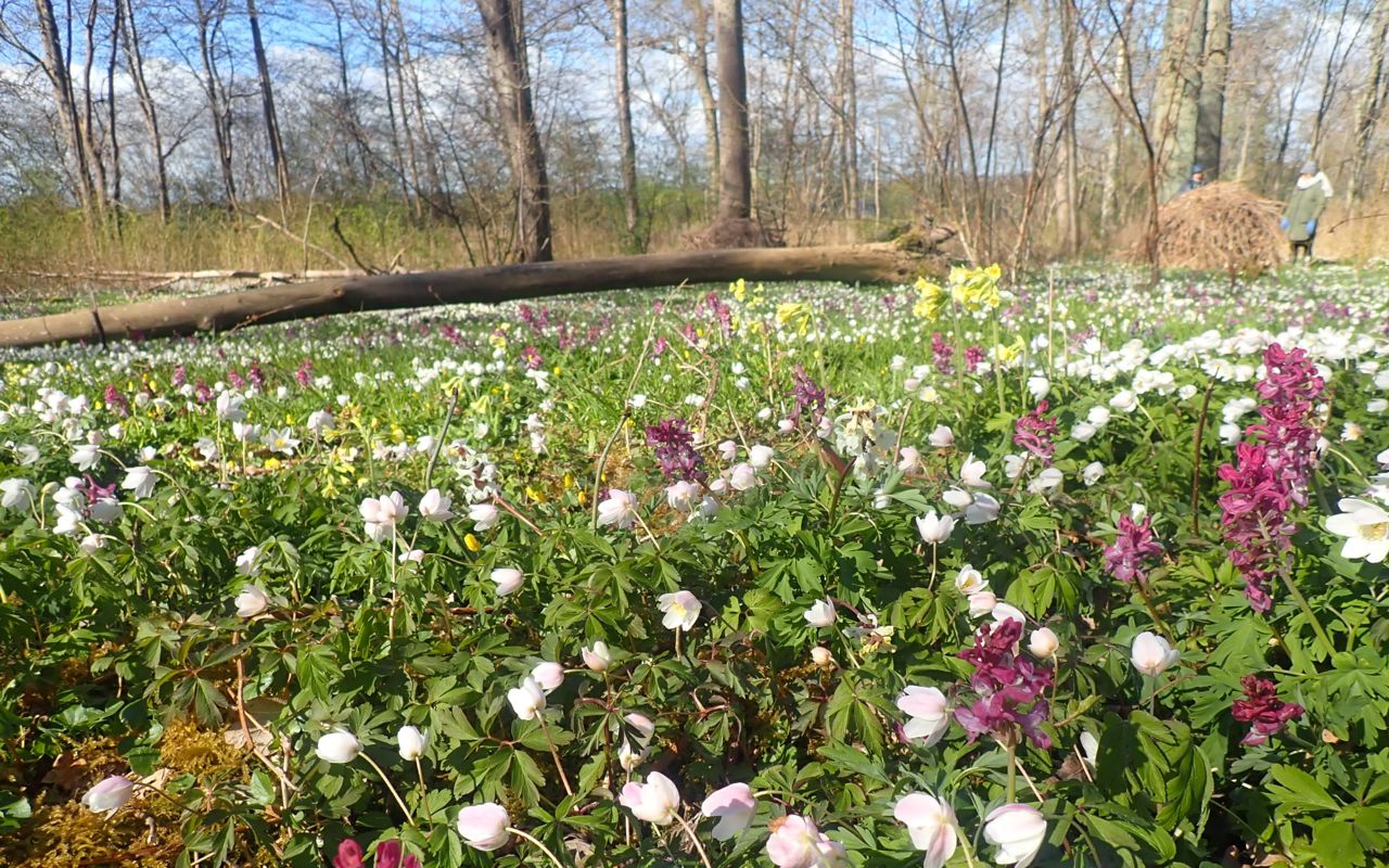 Flor af forårsblomster i Boserup Stævningsskov