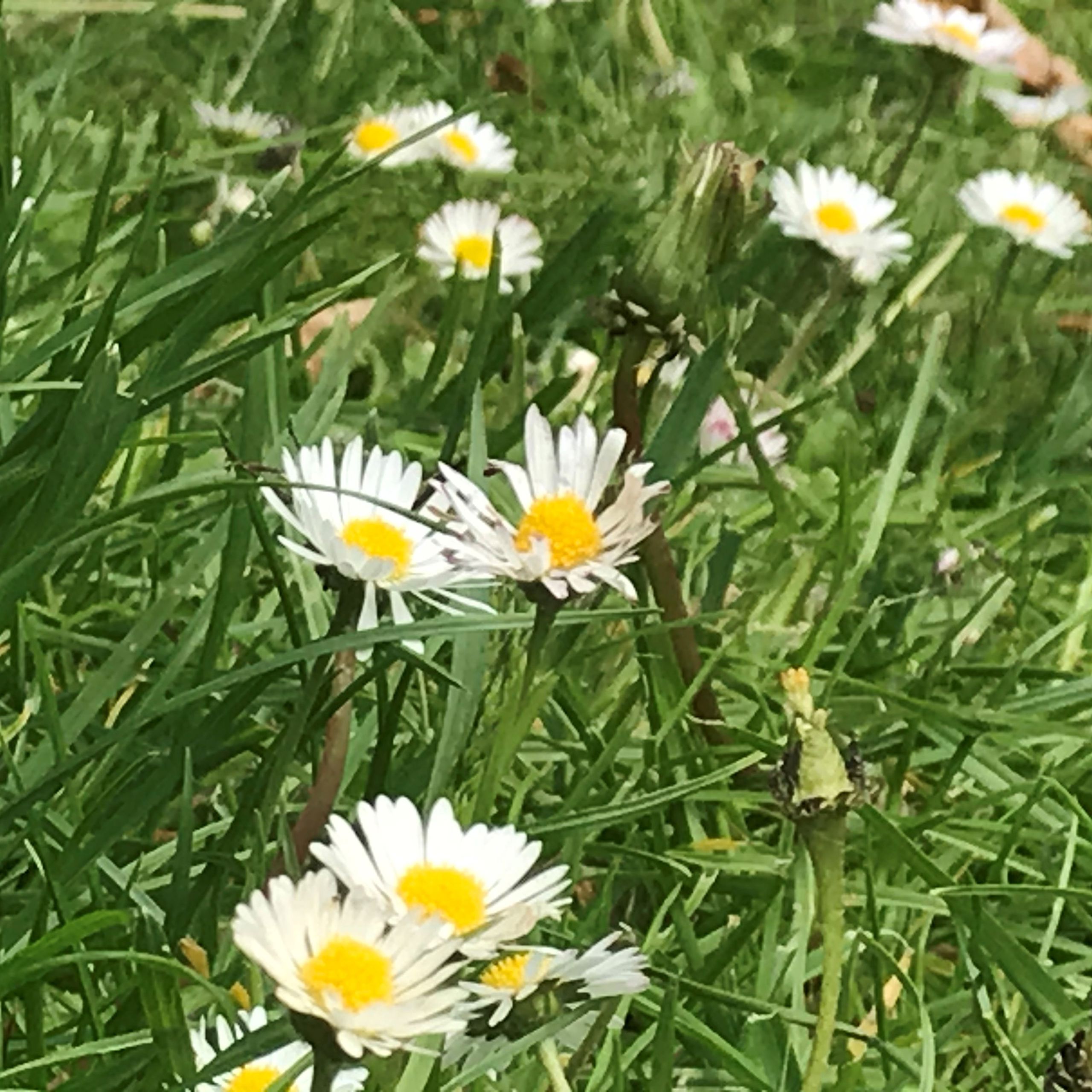 Bellis.