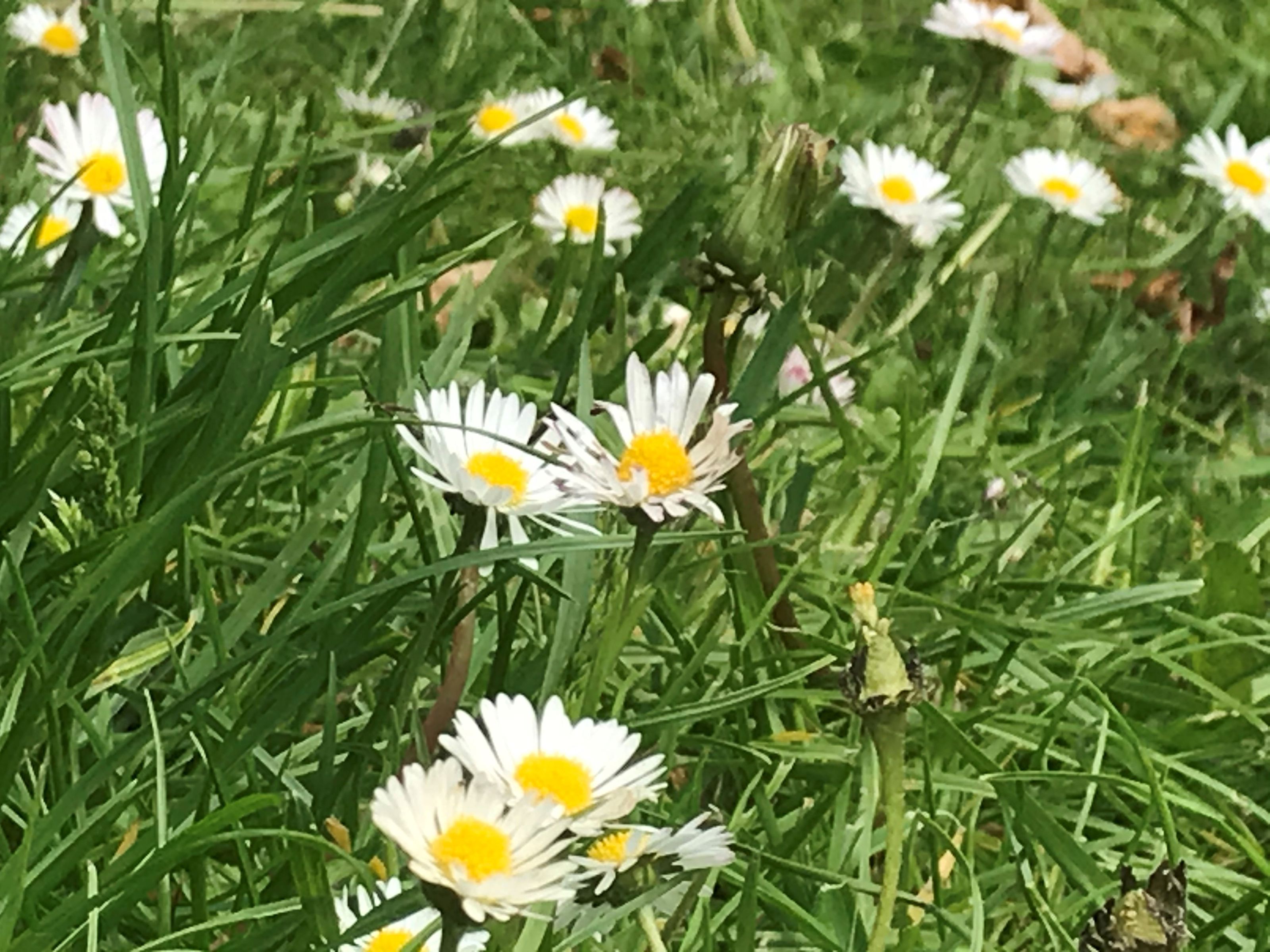 Bellis.