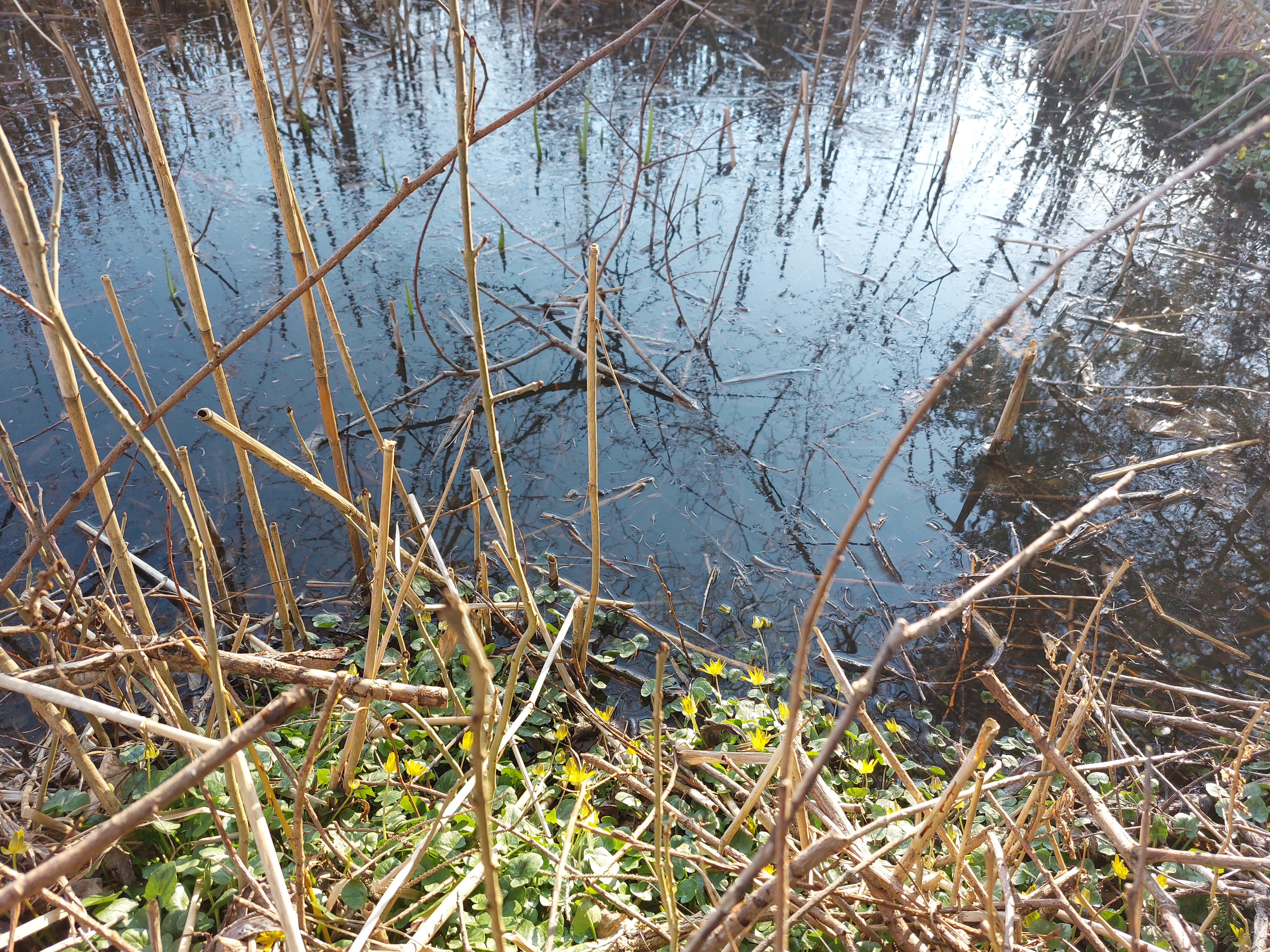 Der er langt mellem vandhuller i landskabet, så alle former for vand i haven hjælper. 