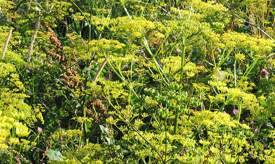 Saft fra vild pastinak reagerer med sollys på huden, hvilket resulterer i et ubehagelig udslæt. Saften findes i hele planten.