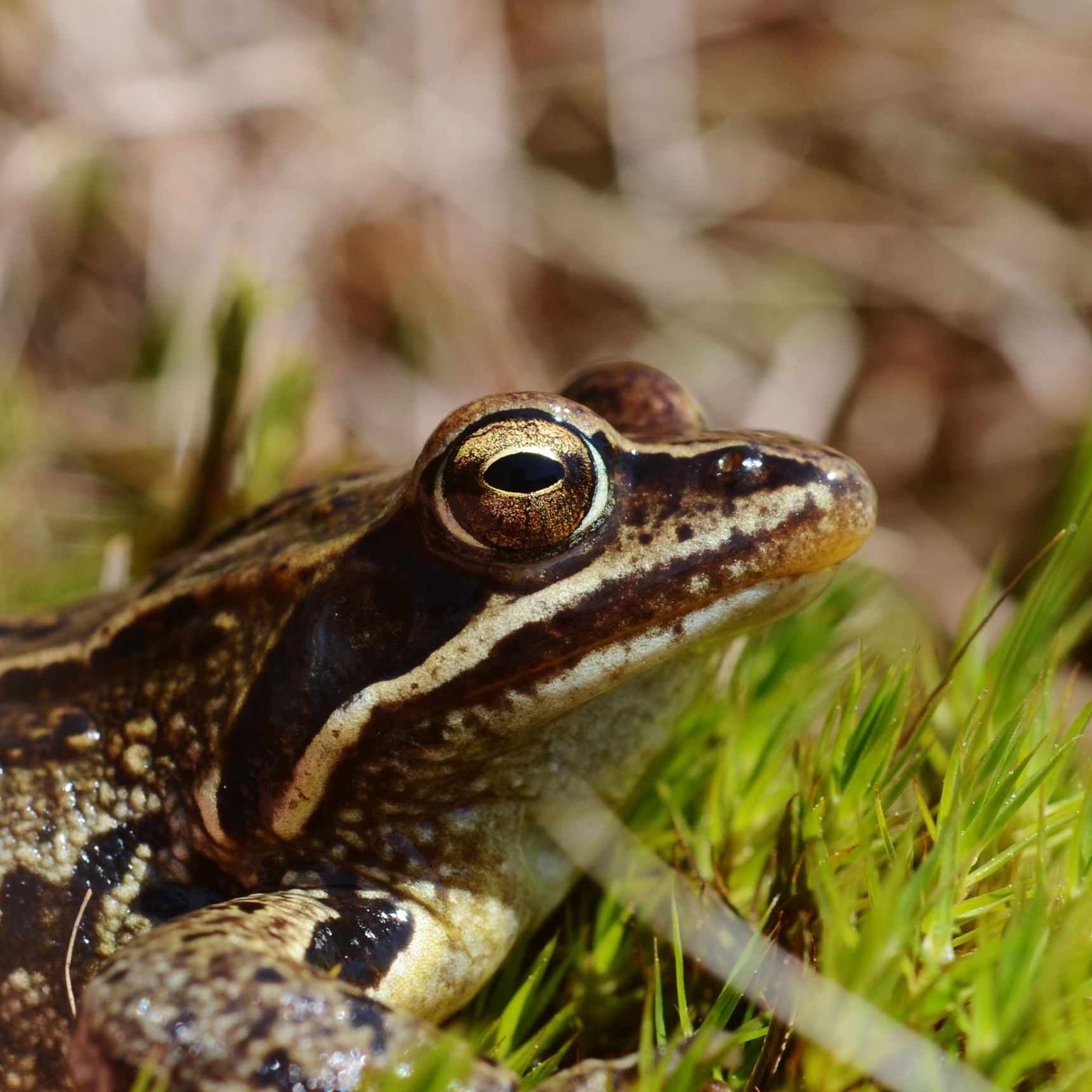 Spidssnudetfrø er vurderet til at være næsten truet (NT) på Den Danske Rødliste.