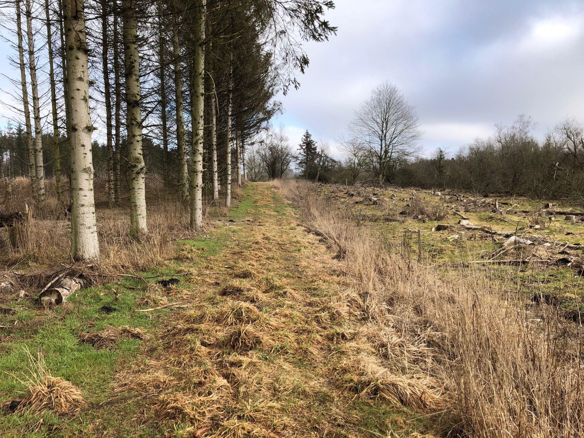 Sti langs birketræer og fældet skov på den anden side