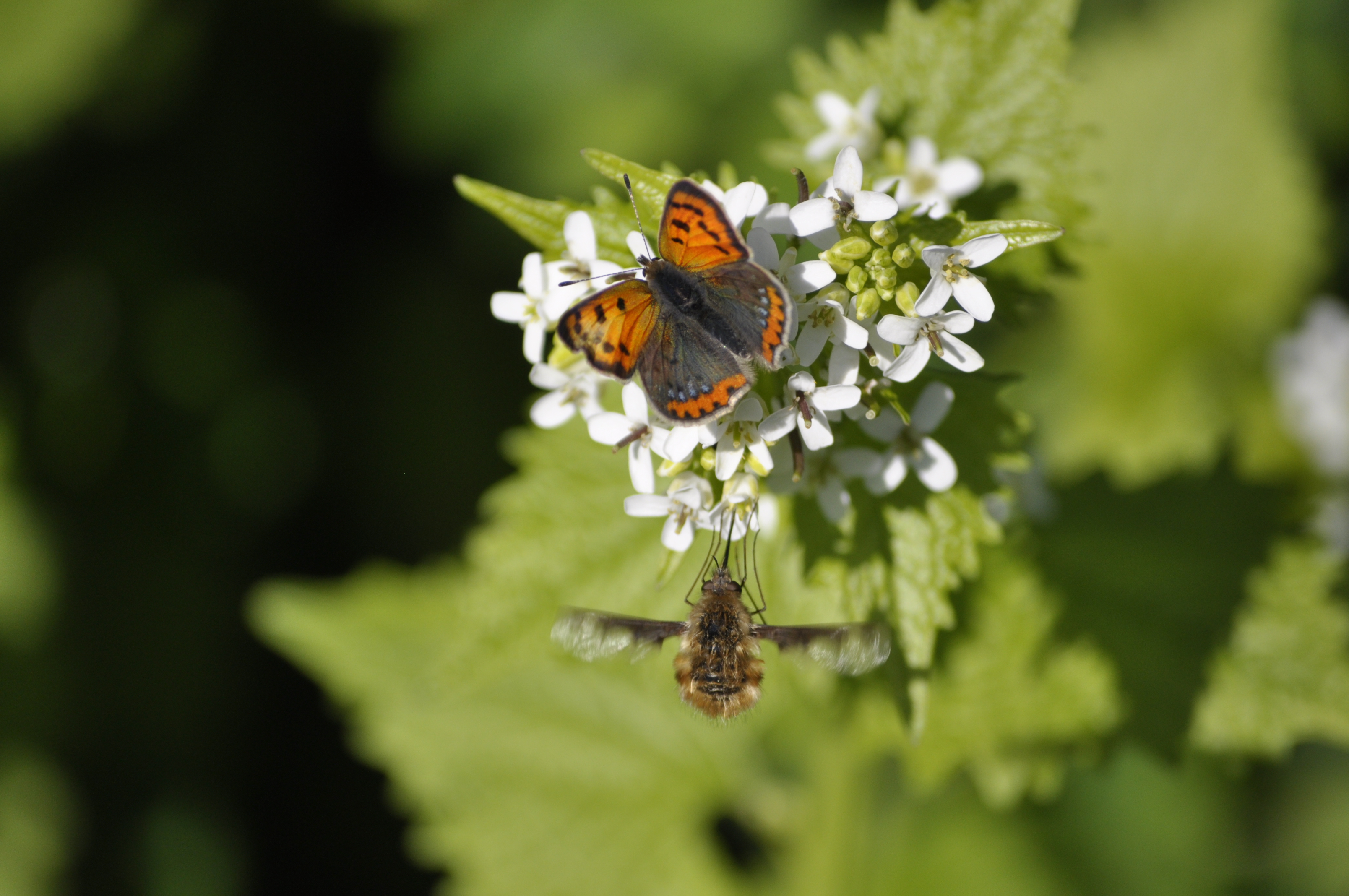 Lille Ildfugl på løgkarse. 