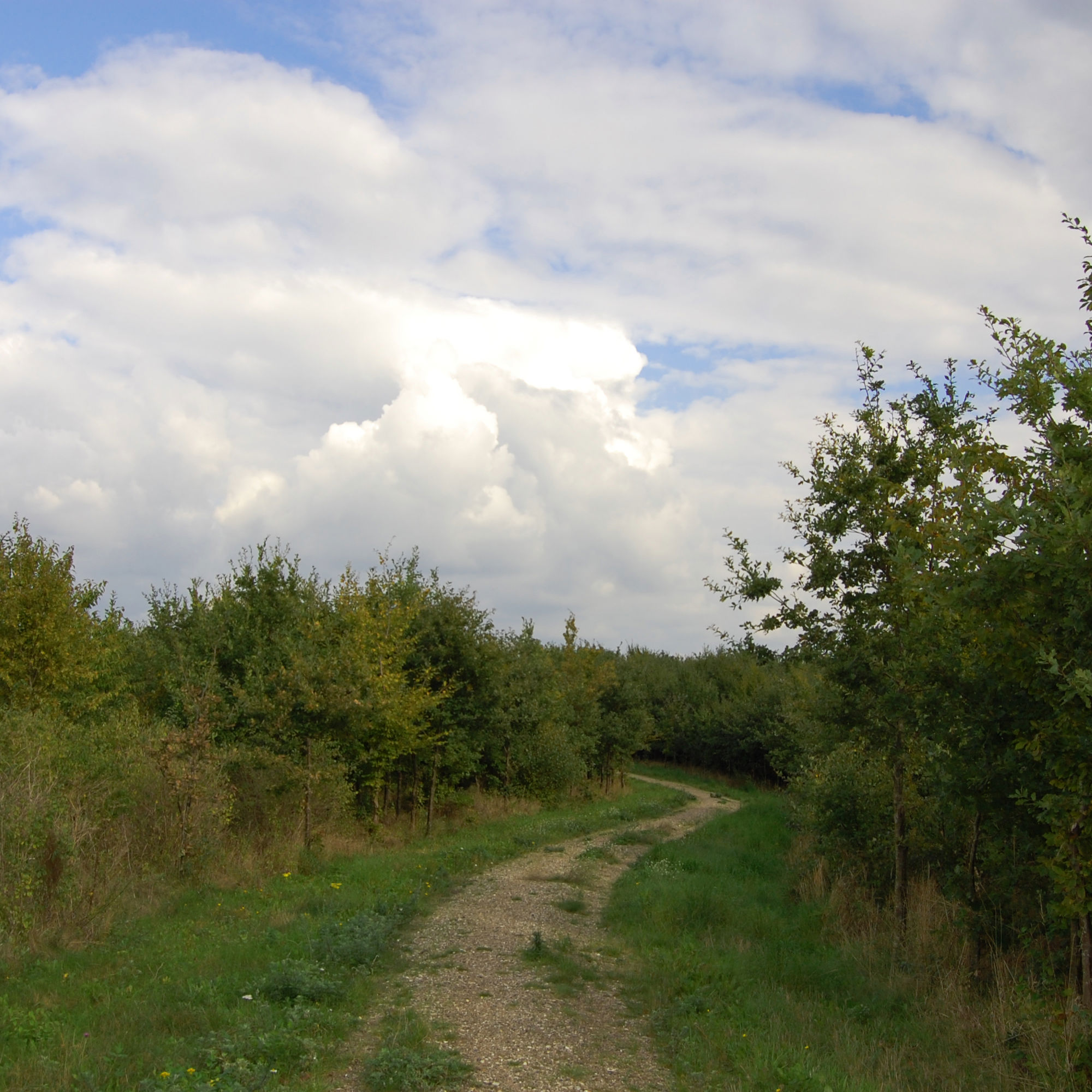 Sti i Gulddysse Skov