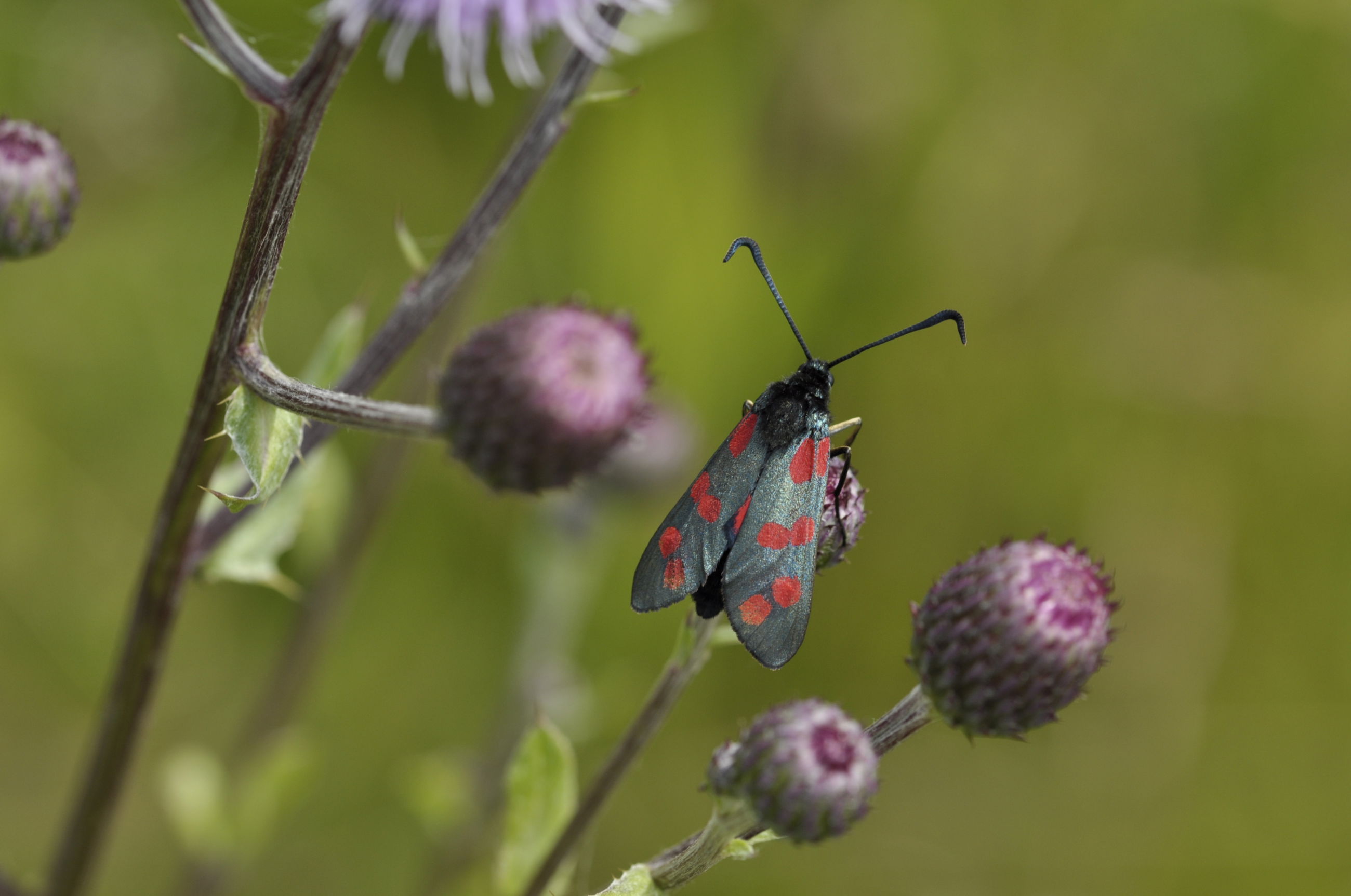 Seksplettet køllesværmer på tidsel i 1000-års skoven.