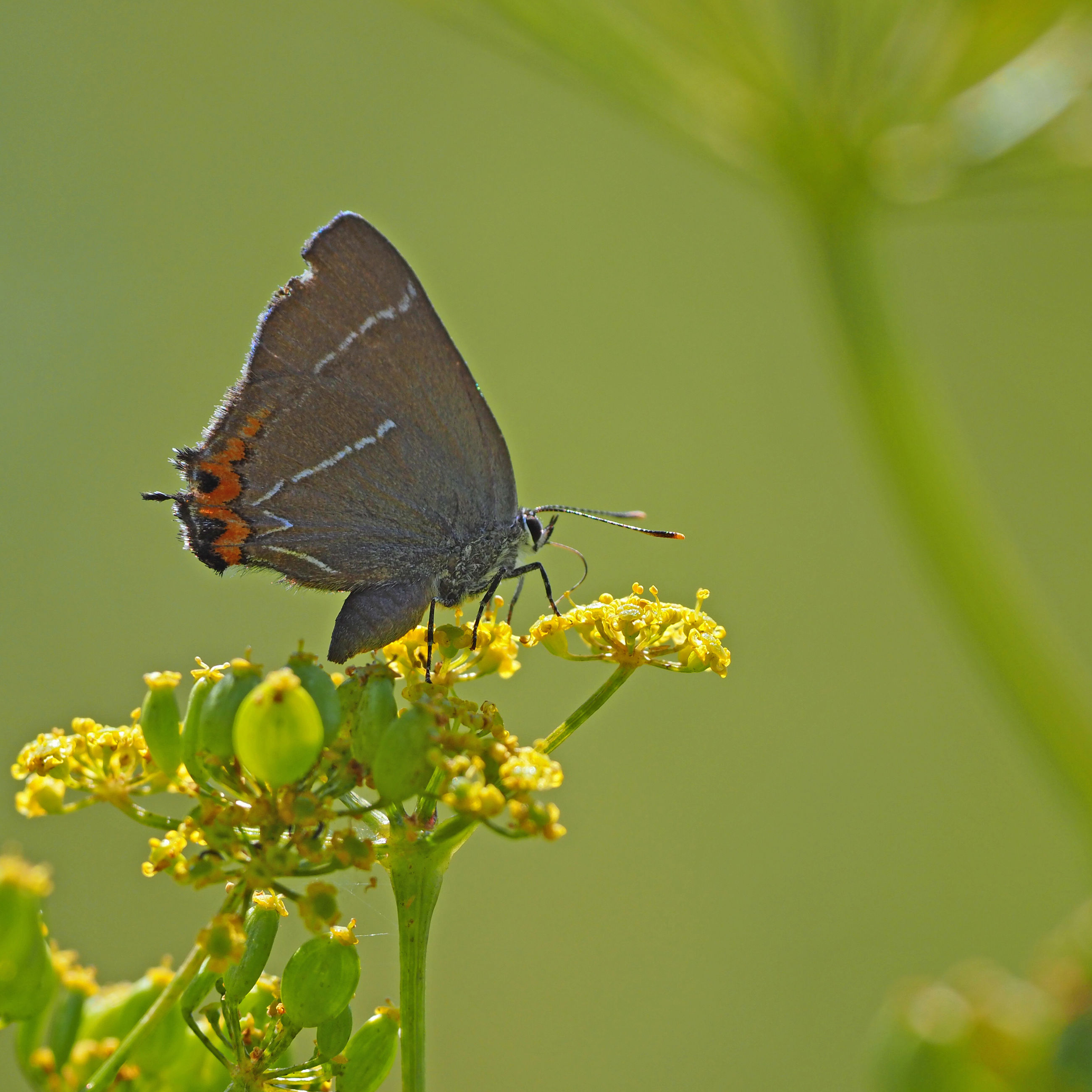 Sommerfuglen Det Hvide W's larver spiser kun blade fra elmetræer. Elmetræer er karakteristiske for netop Boserup Stævningsskov.