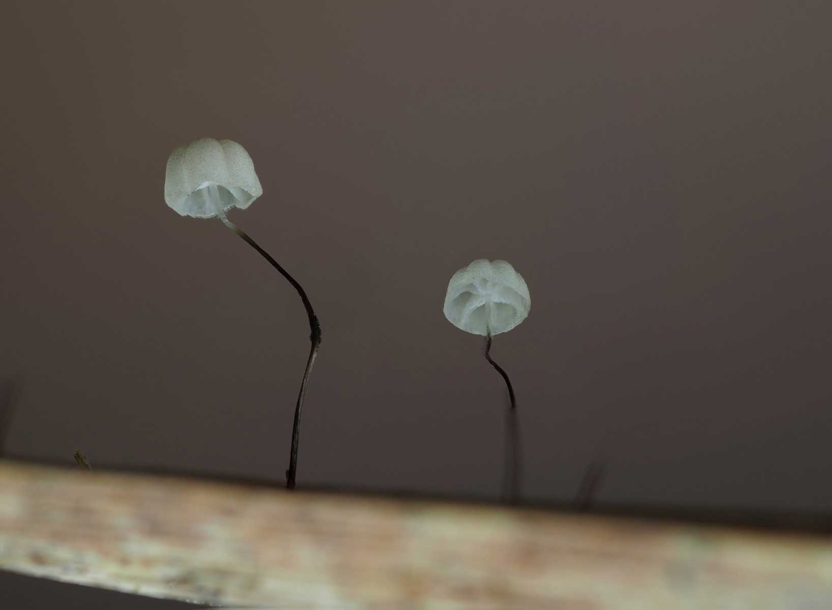 Kær-bruskhat på vissent græsstrå, Kildemosen.