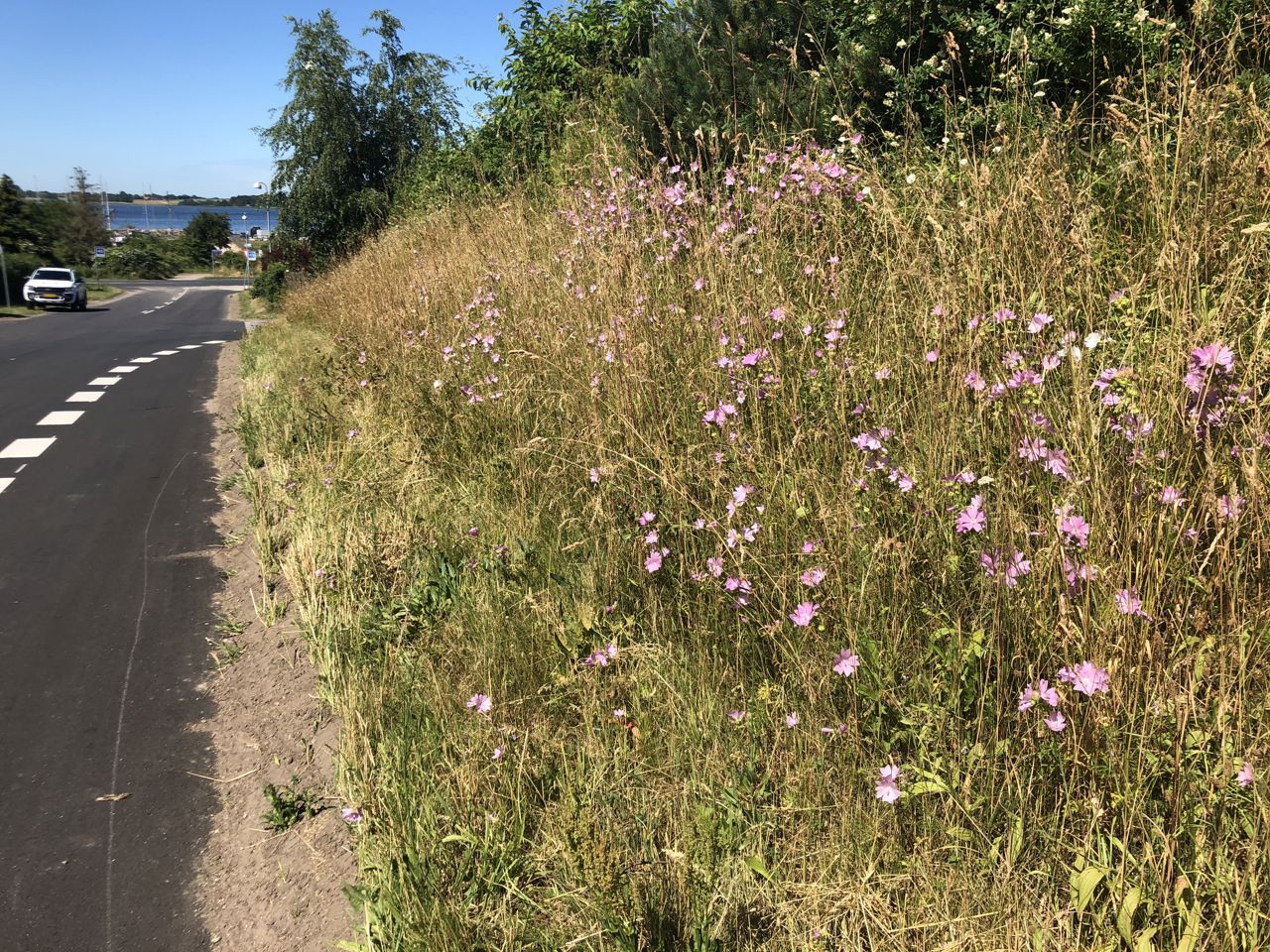 Dagpragtstjerne dominerer en strækning ved Rådalsvej. Her er kun det inderste skår slået.