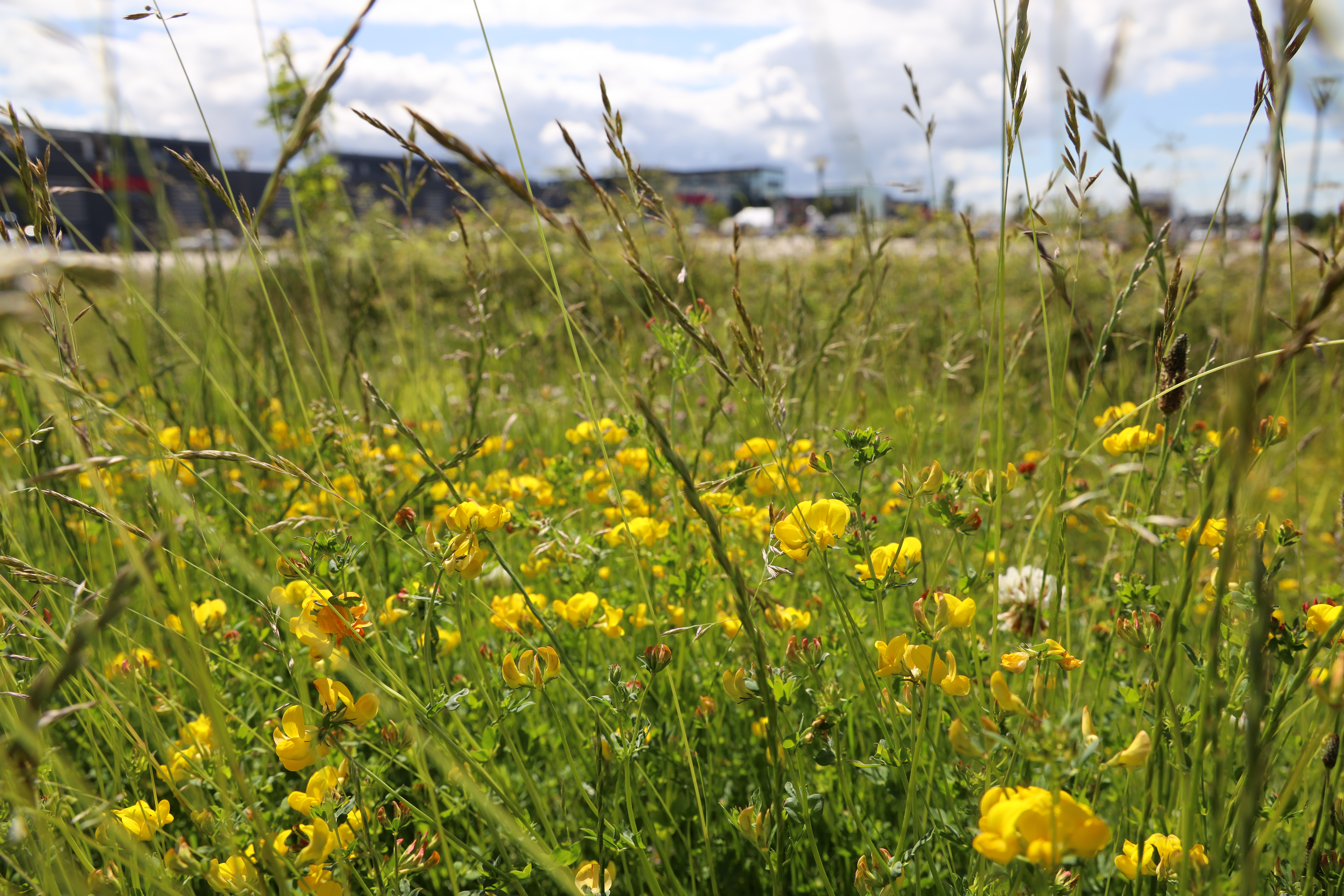 Almindelig kællingetand, hvidkløver og lancetvejbred er nogle af de arter du kan møde på din indkøbstur.  