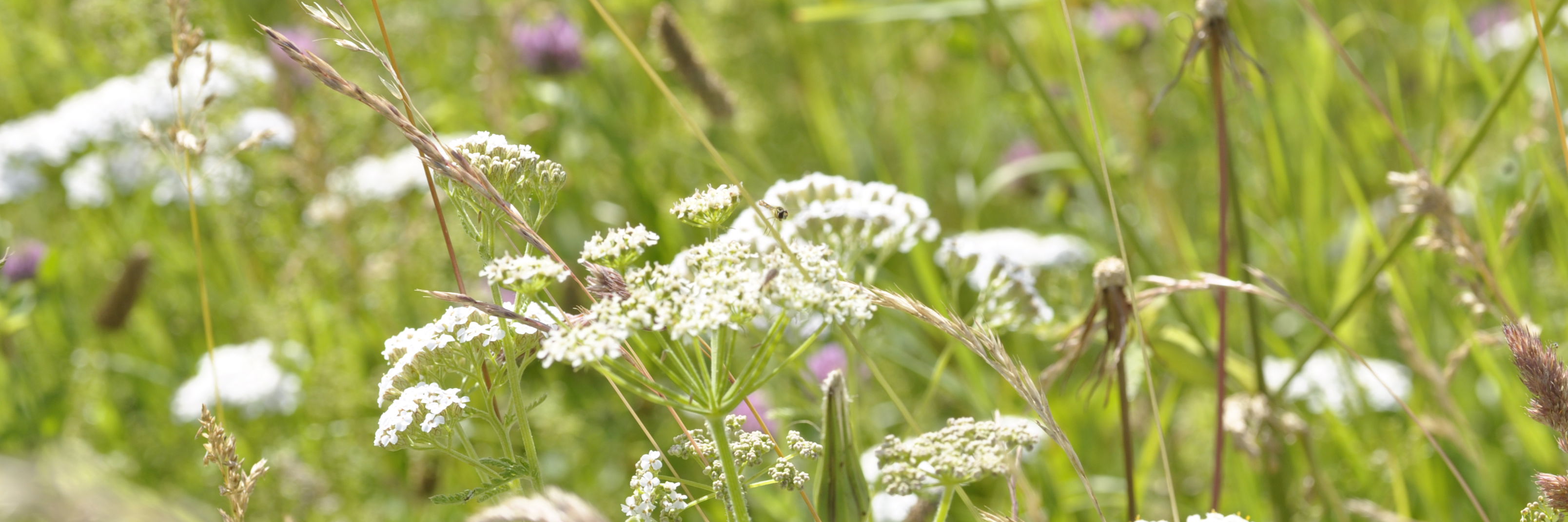 Blomstrende urter.