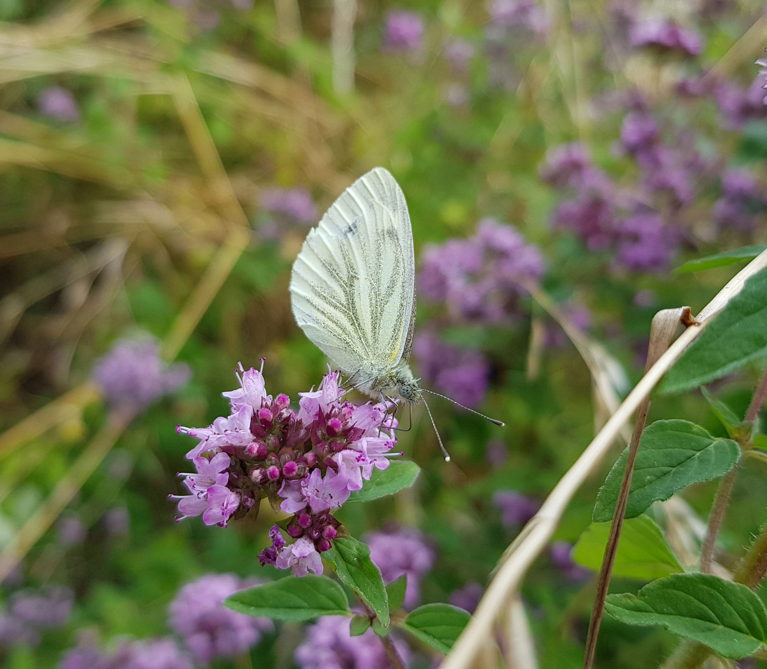Grønåret kålsommerfugl på merian. Læg mærke til dens lange snabel. (Foto: Natur360)