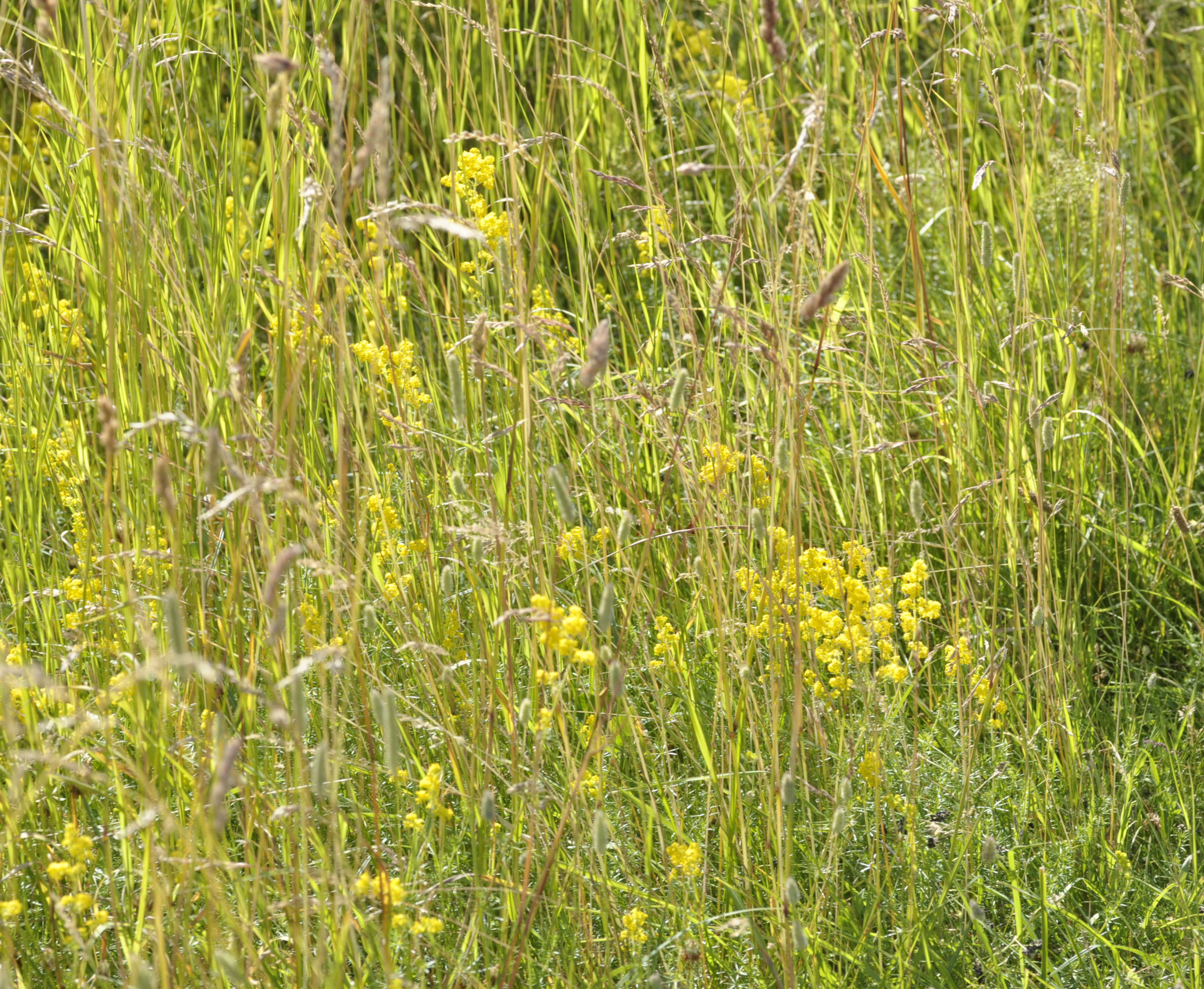 Gul snerre. Foto: Rikke Milbak