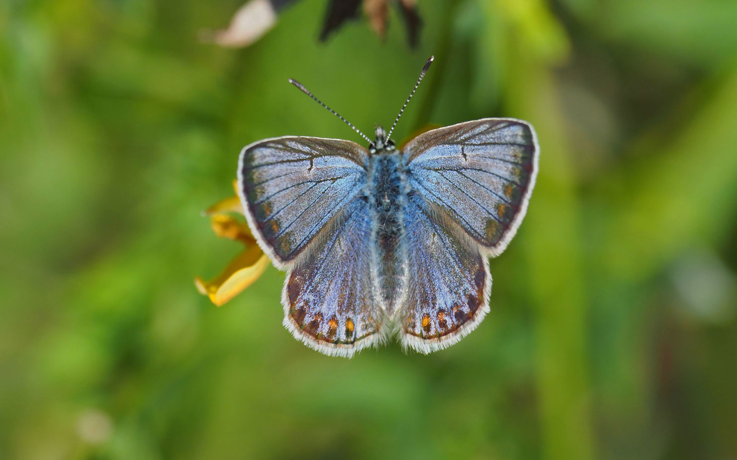 Almindelig blåfugl.