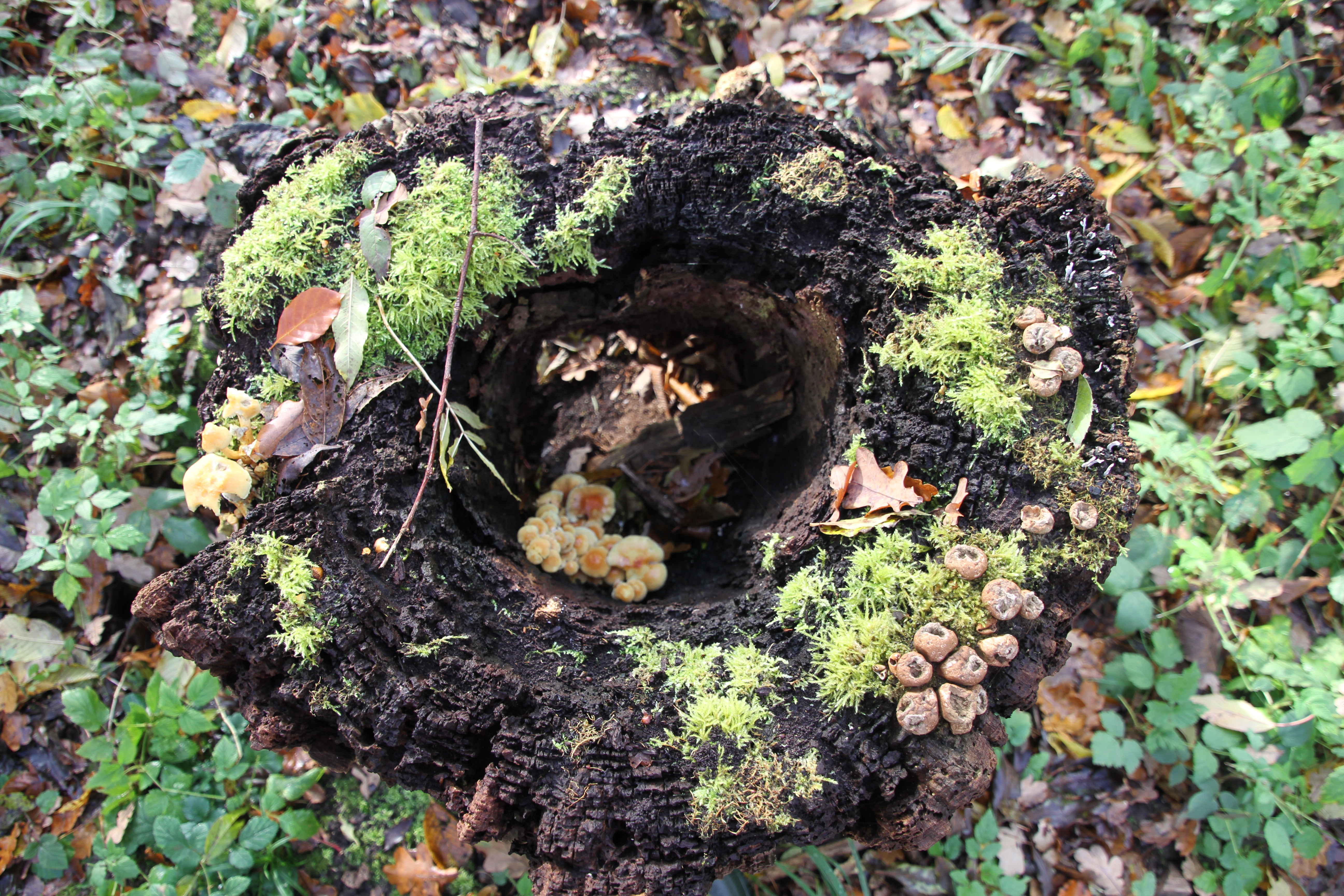 Dødt ved i stævningsskov skaber levesteder for forskellige svampe