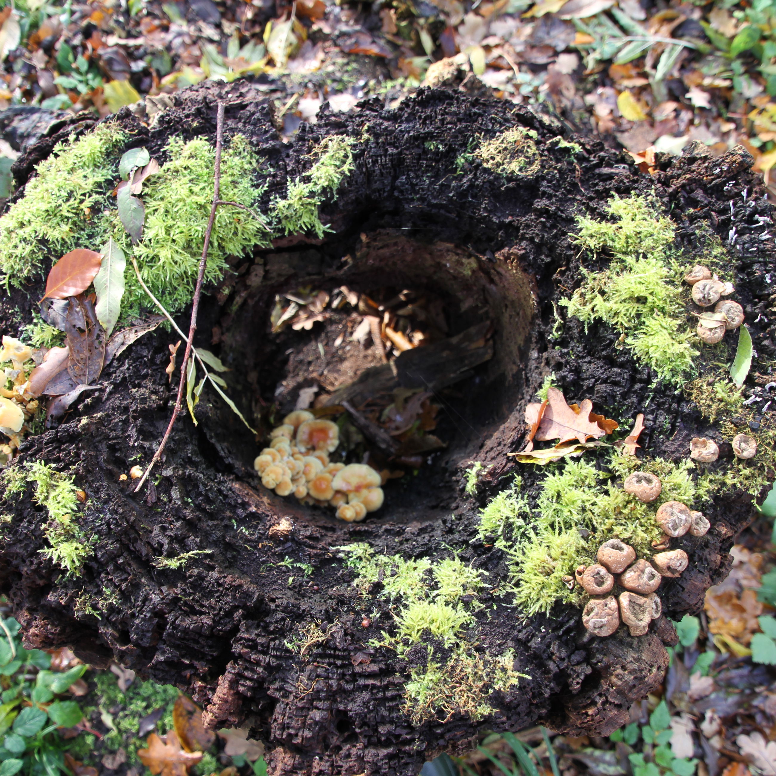 Dødt ved i stævningsskov skaber levesteder for forskellige svampe