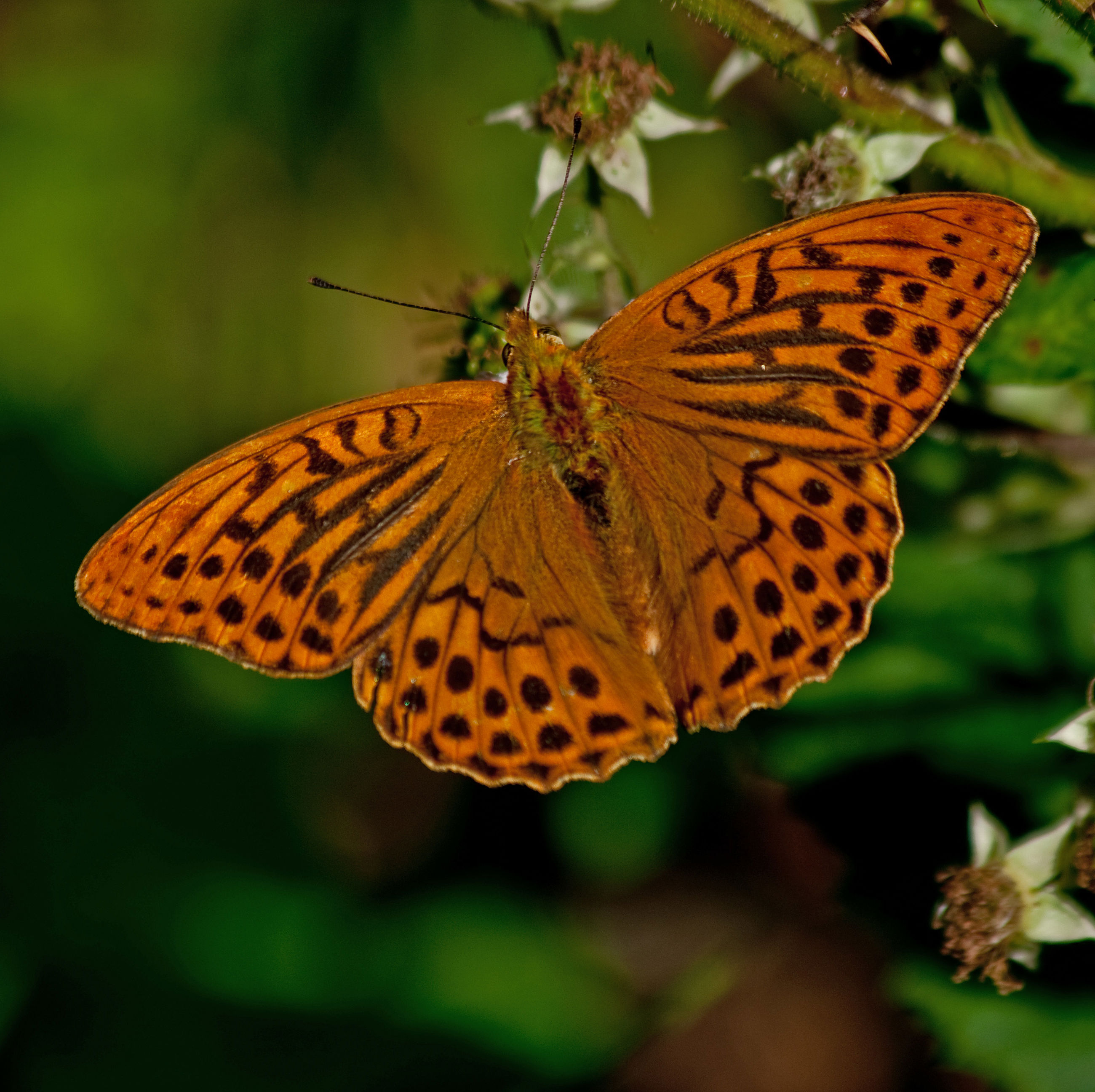 Kejserkåbens larve vil kun spise blade fra violer.