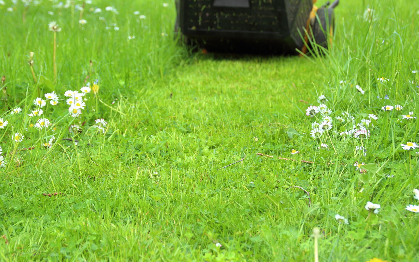 Græsplæne der bliver slået med græsslåmaskine.