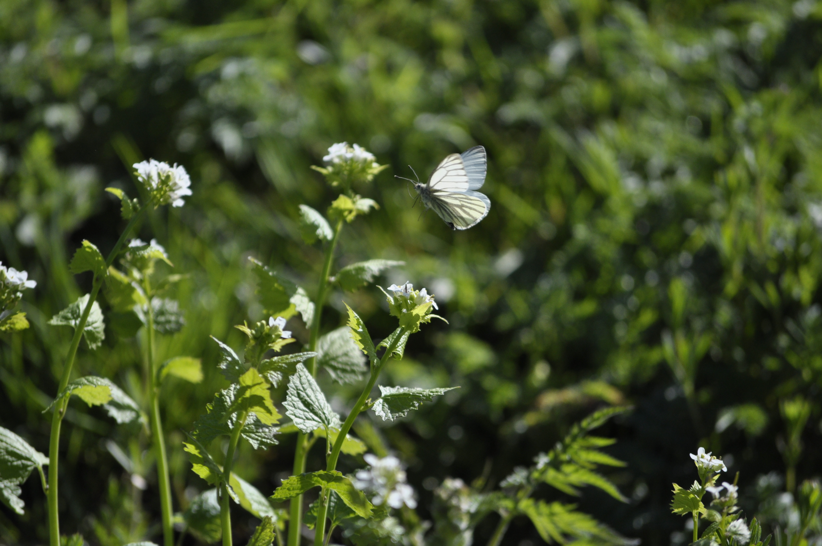 Grønåret kålsommerfugl i Helligkorsparken. 