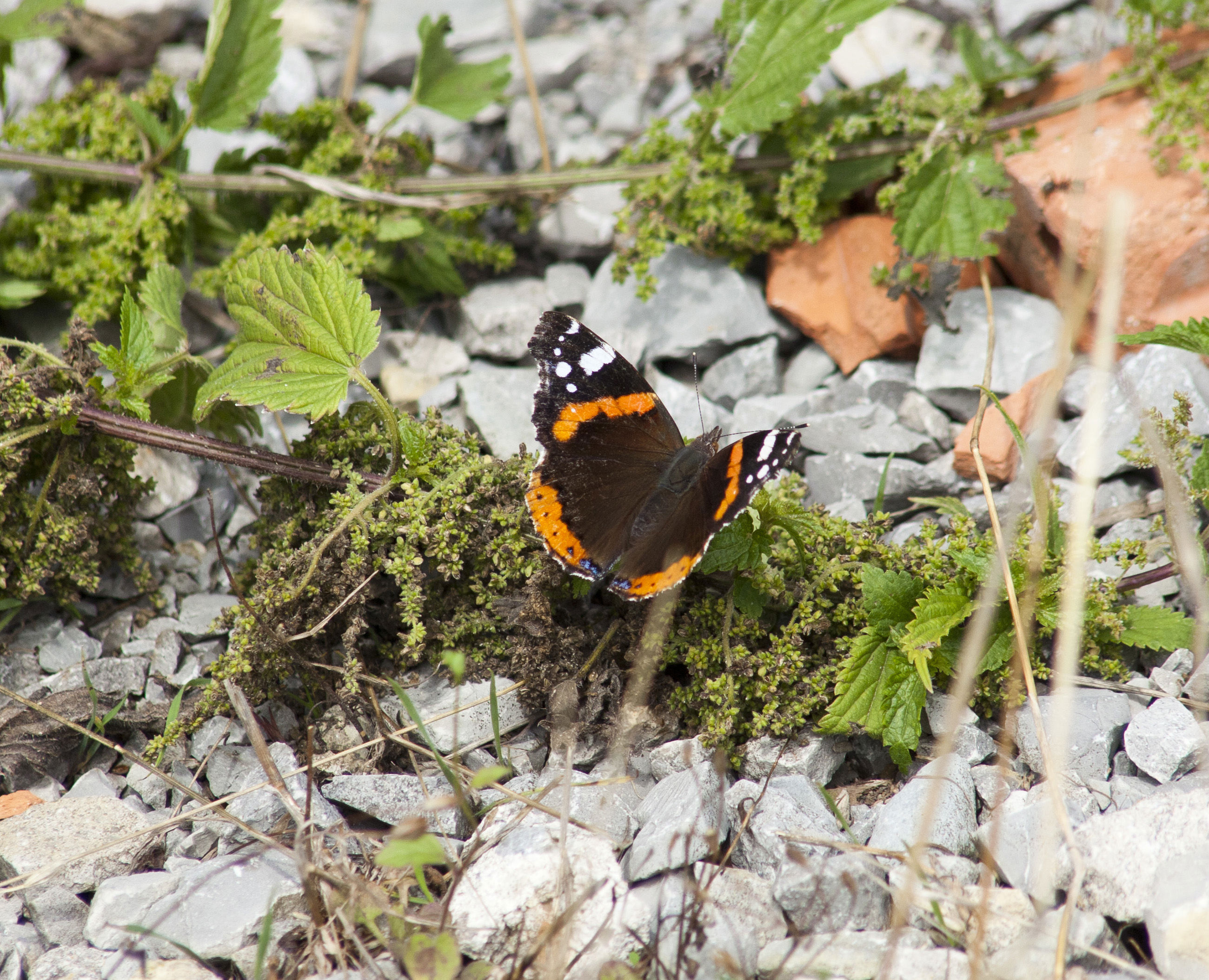 Mange dyr skal bruge solen til at blive varmet nok op for at kunne fungere - her kan sten og sand solrige steder hjælpe til.