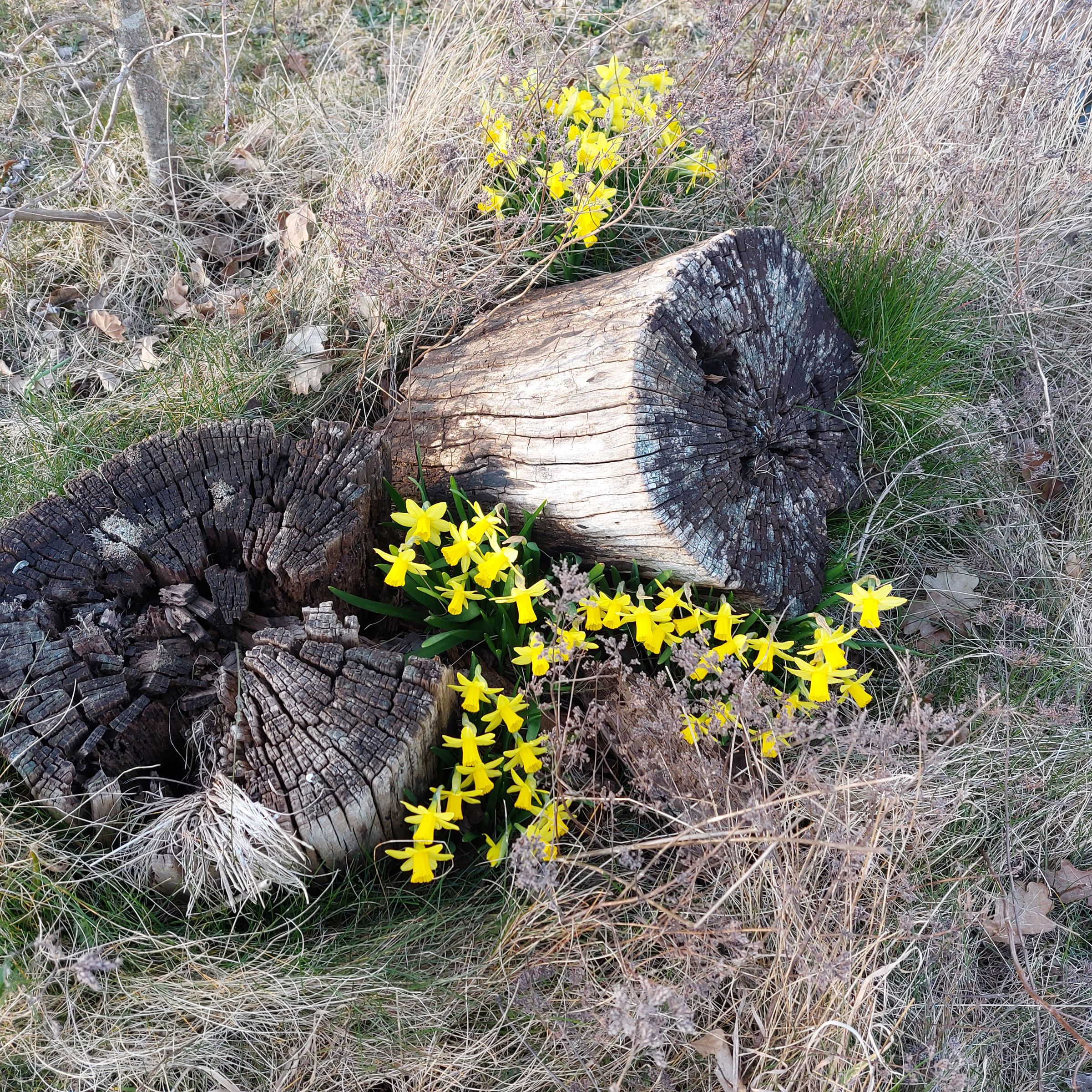 Træstubbe og blomstrende påskeliljer