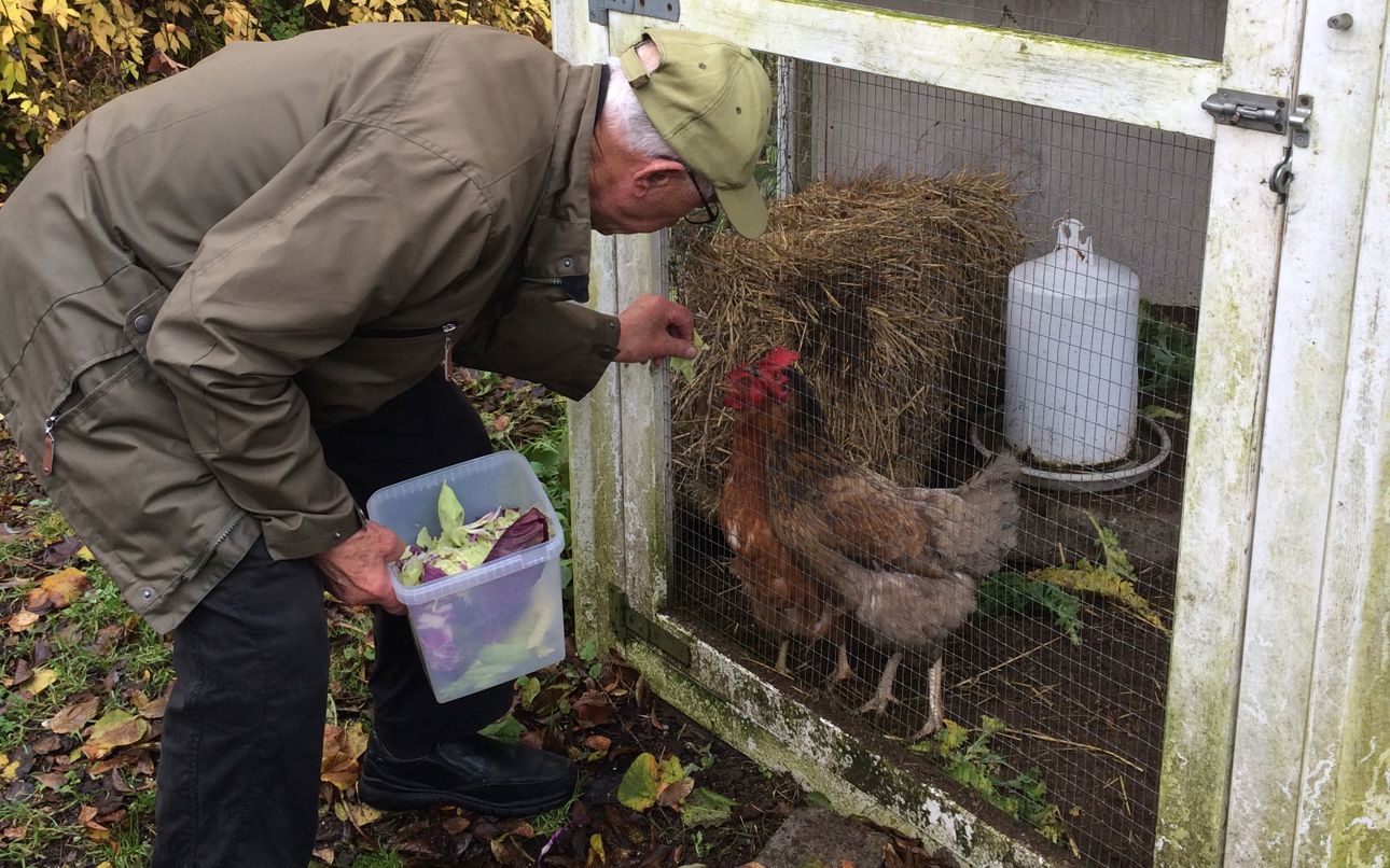 Ældre mand fodre hønsene i Sankt Hans Have