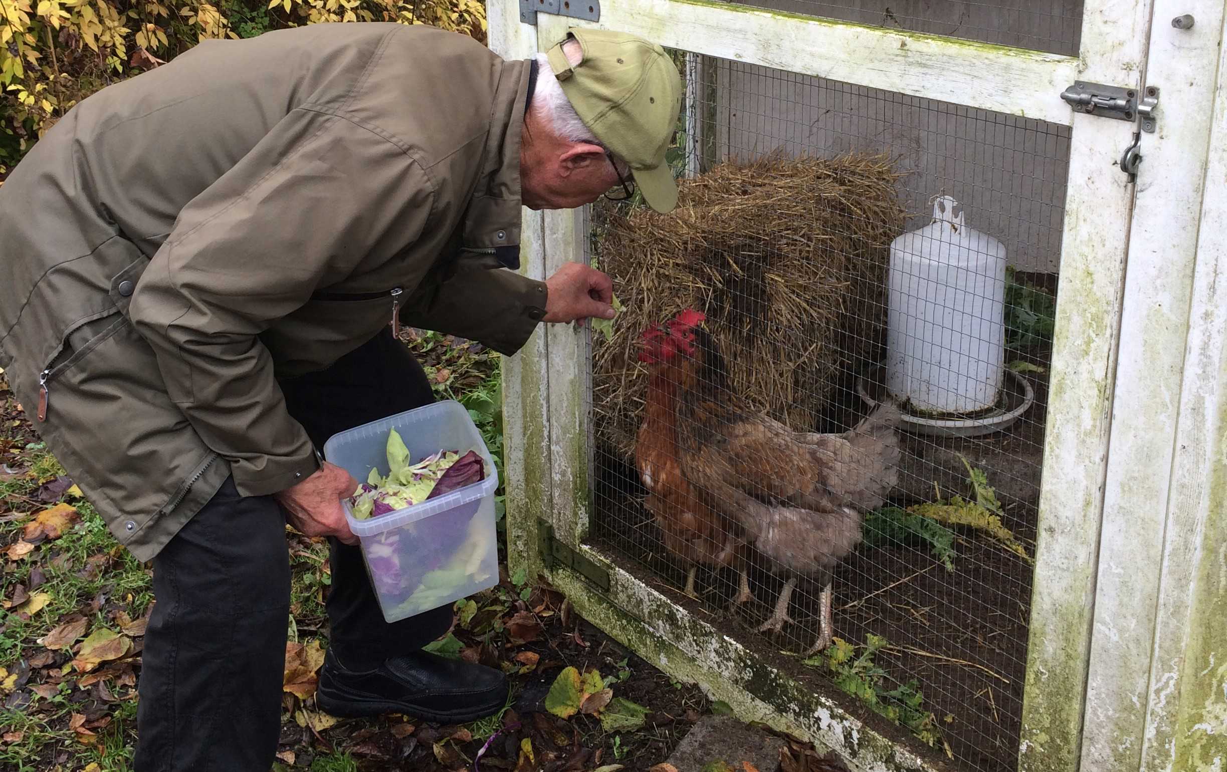 Ældre mand fodre hønsene i Sankt Hans Have