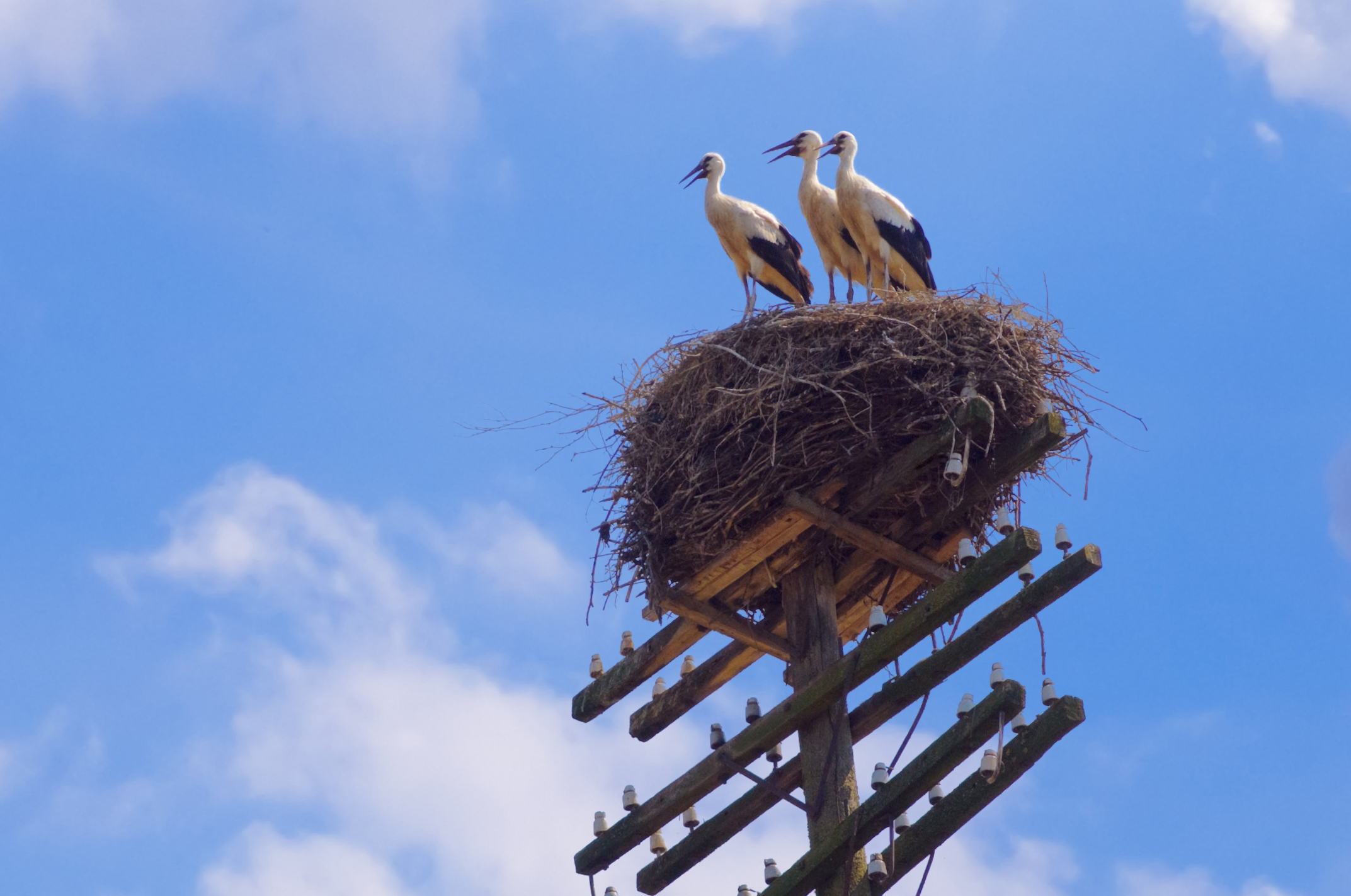 Tre storke på reden