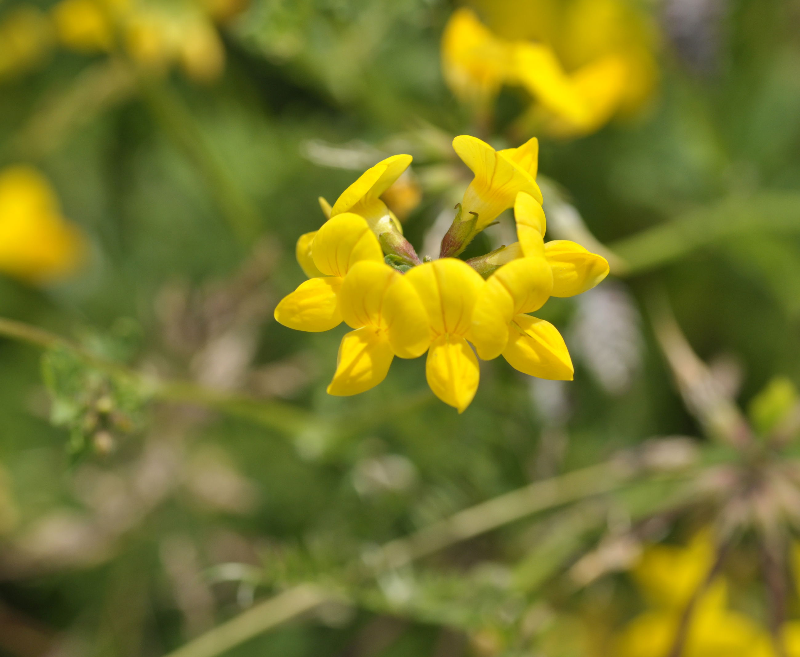 Almindelig Kællingetand. Foto: Rikke Milbak