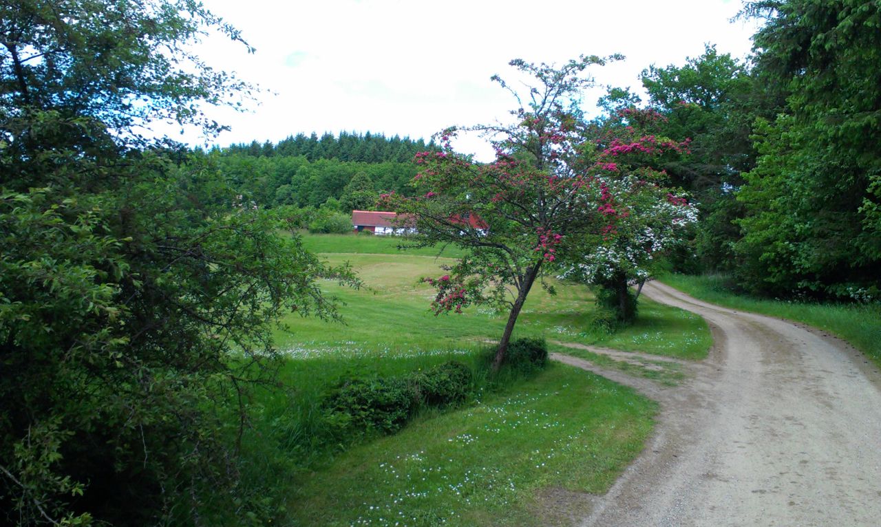 Sti på ruten og træer i baggrunden og i siderne