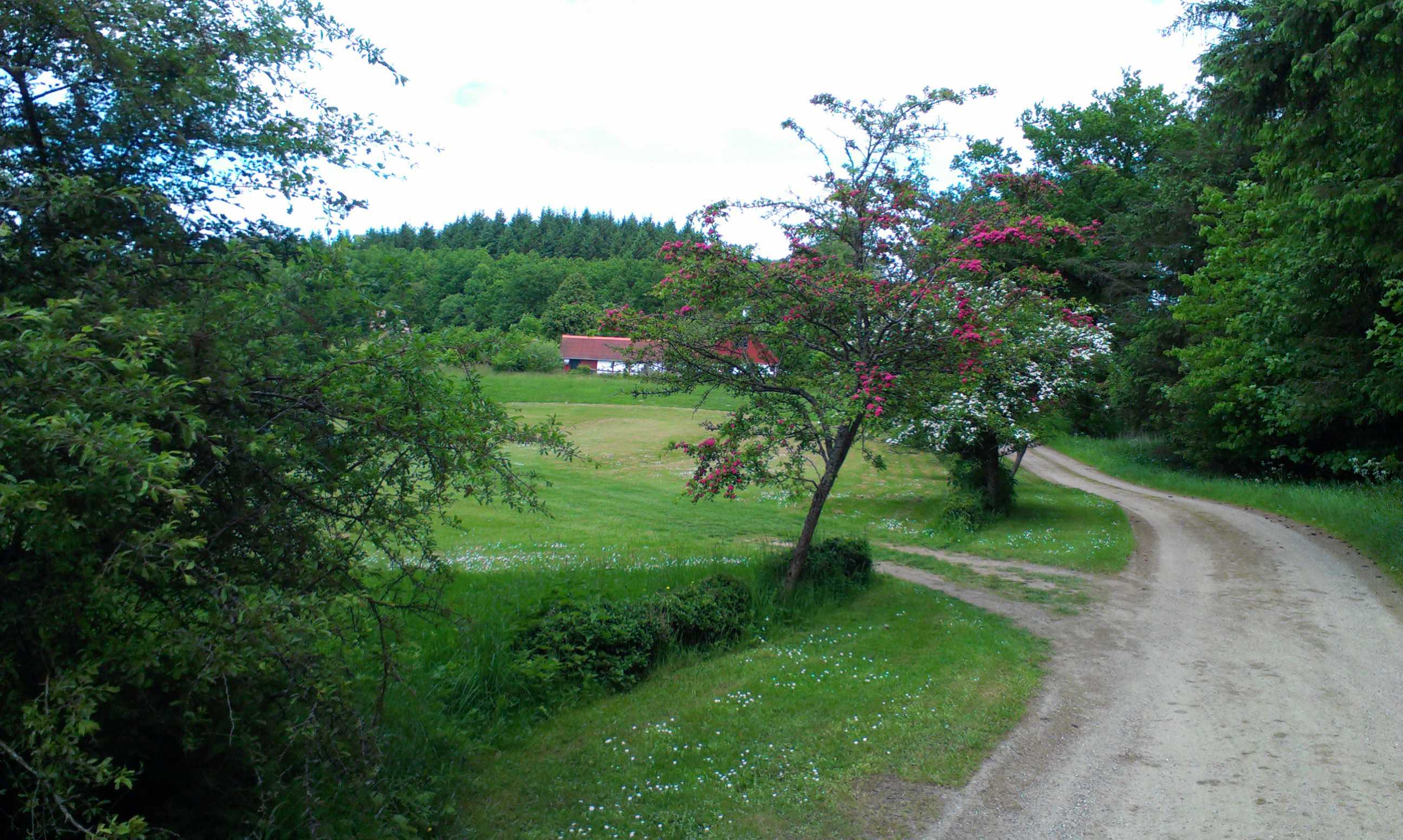 Sti på ruten og træer i baggrunden og i siderne