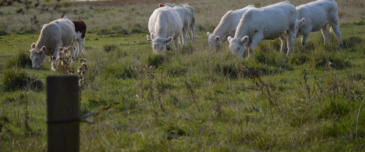 Vindinge græsningsforening.