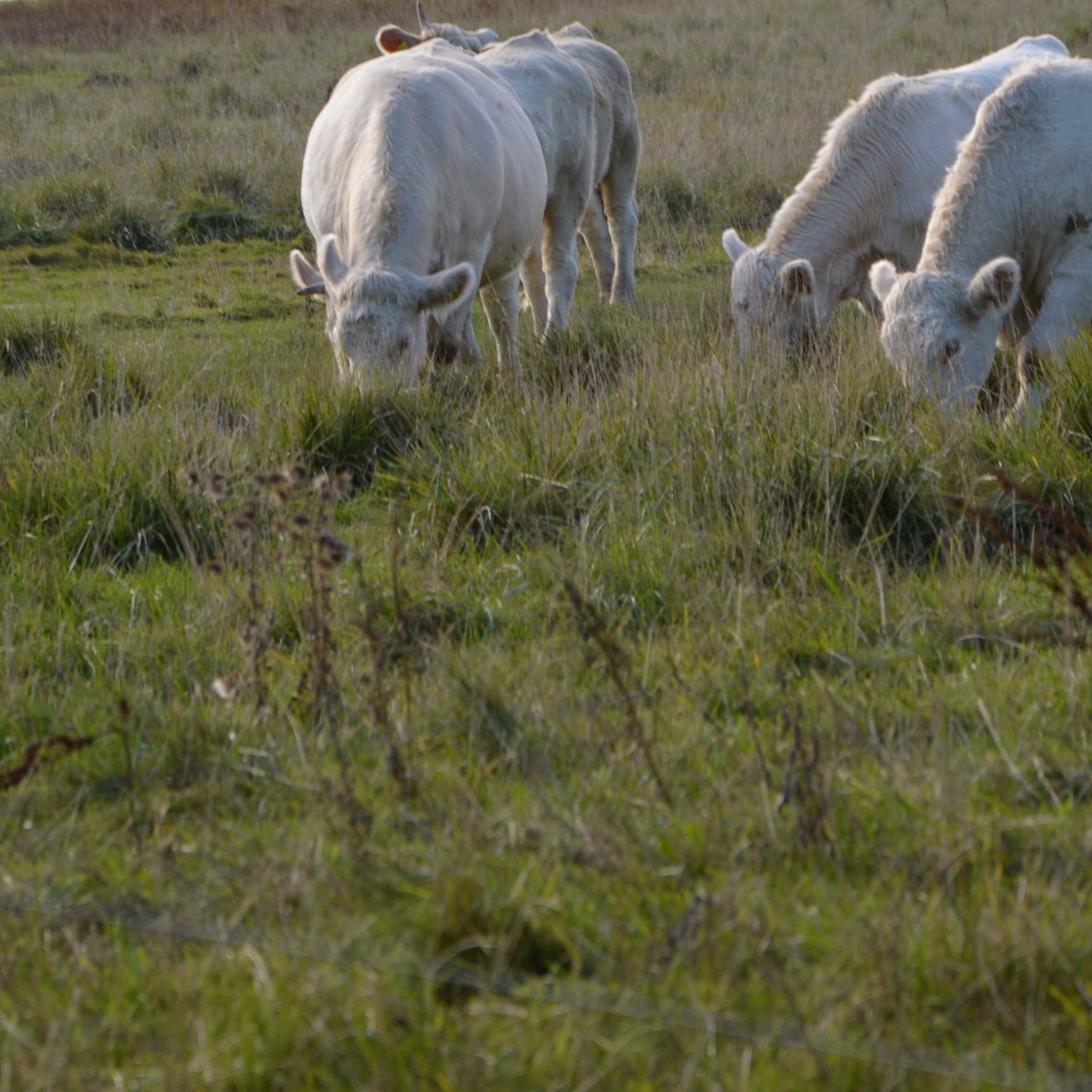 Vindinge græsningsforening.