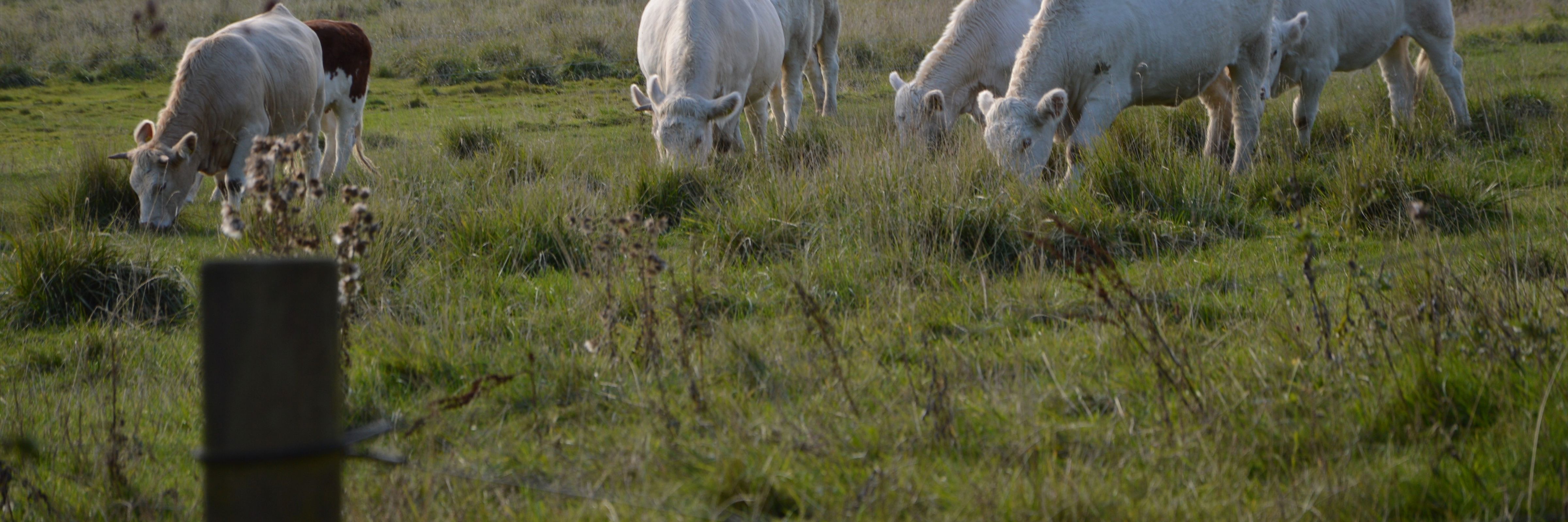 Vindinge græsningsforening.