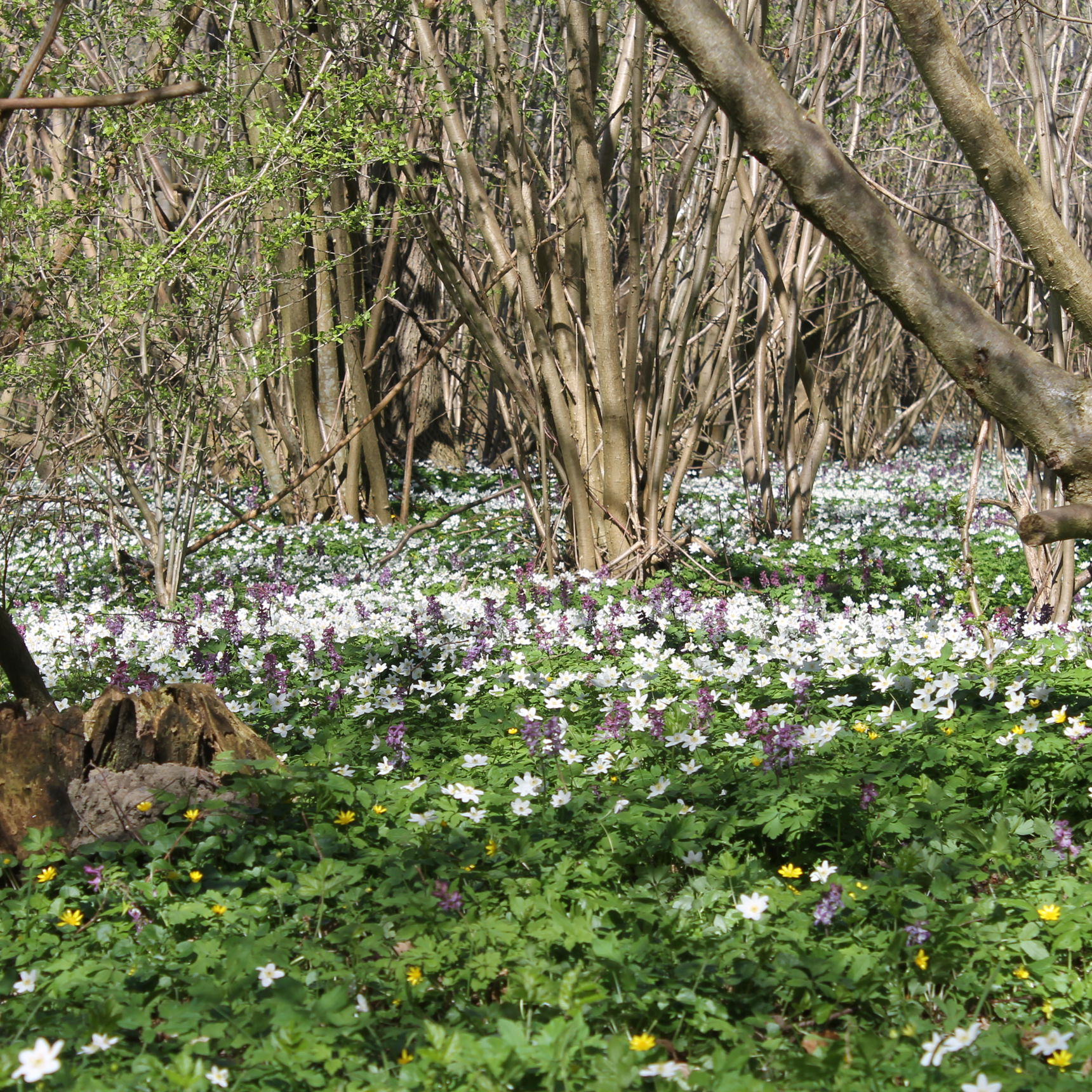 Boserup Skov en forårsdag med anemoner i skovbunden