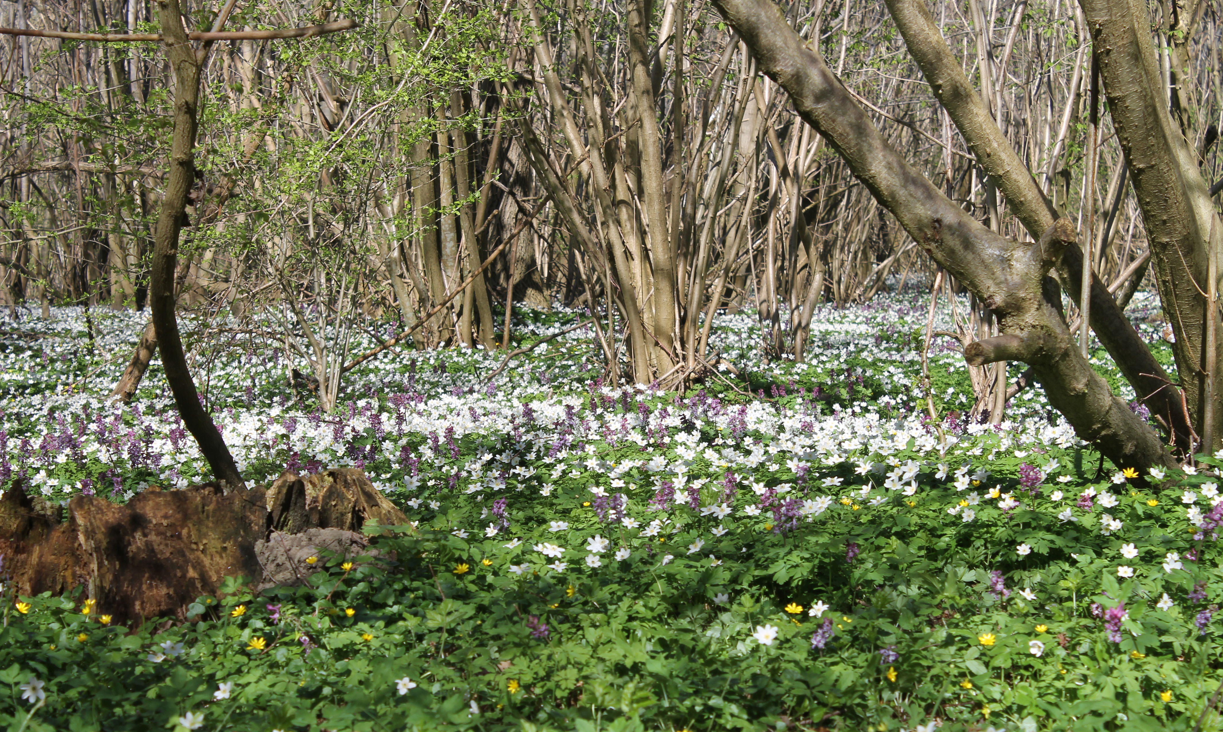 Boserup Skov en forårsdag med anemoner i skovbunden