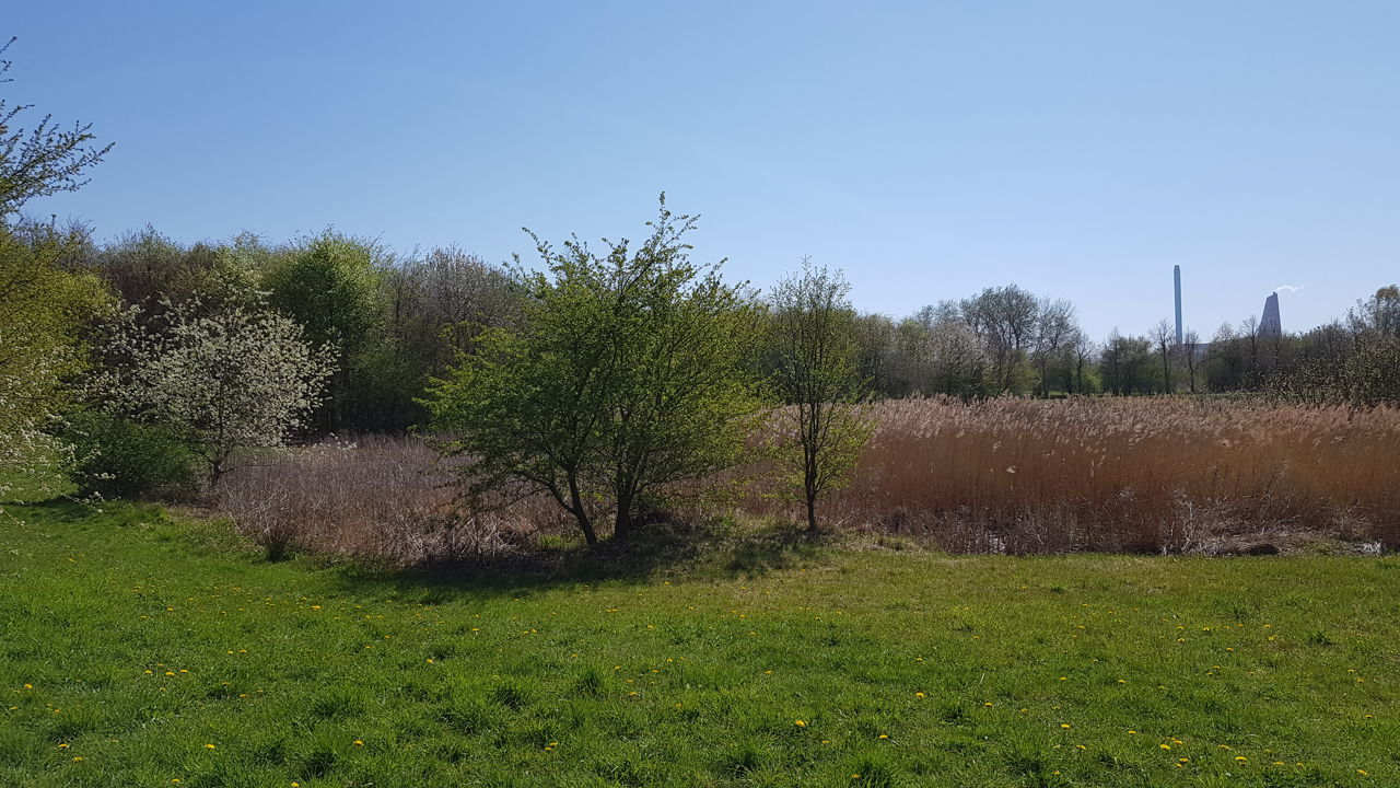 Landskabsbillede fra 1000-års skoven.