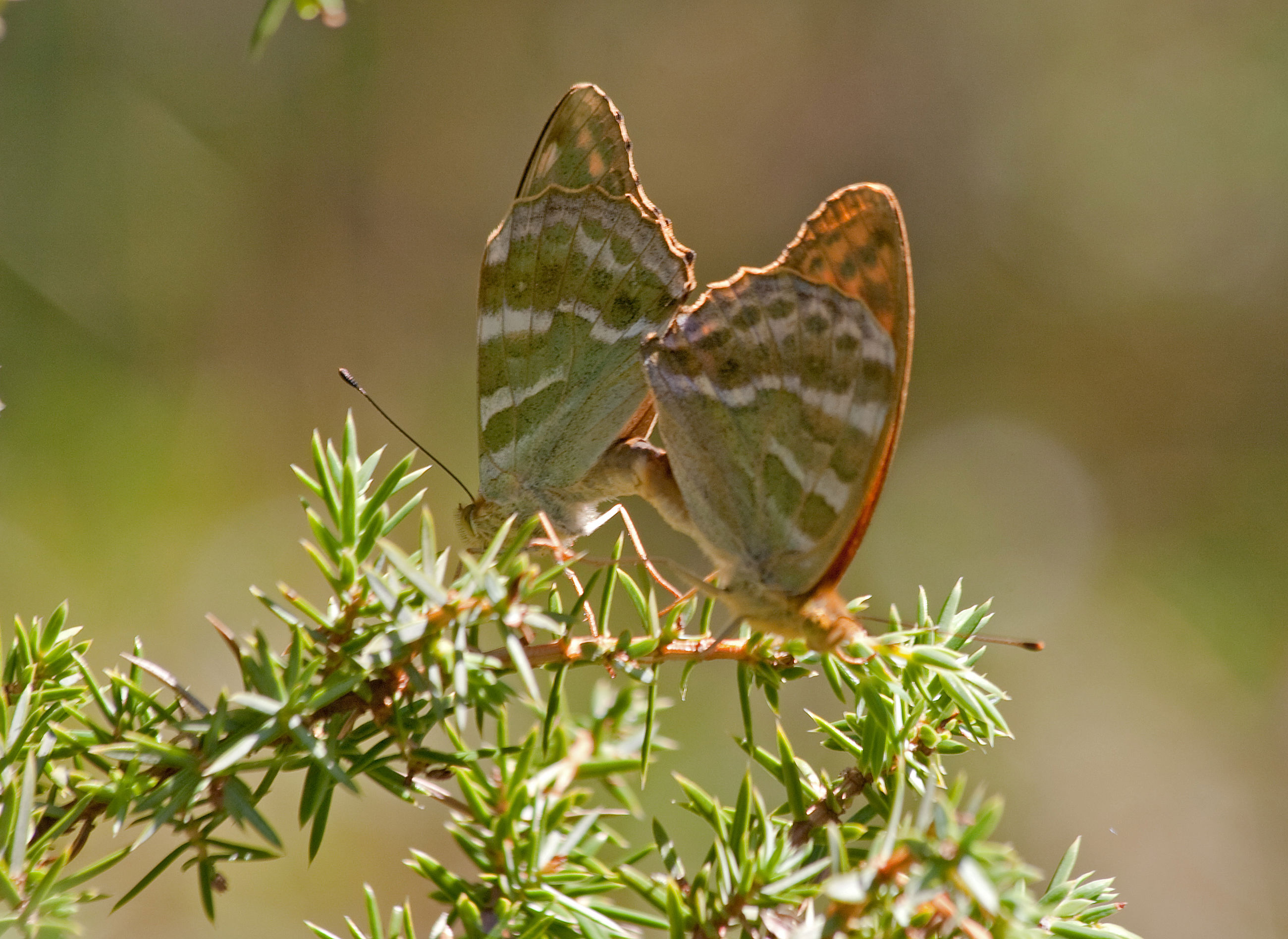 Stævningsskoven giver læ og lys til sommerfugle. Her ses to Kejserkåber der parrer sig.