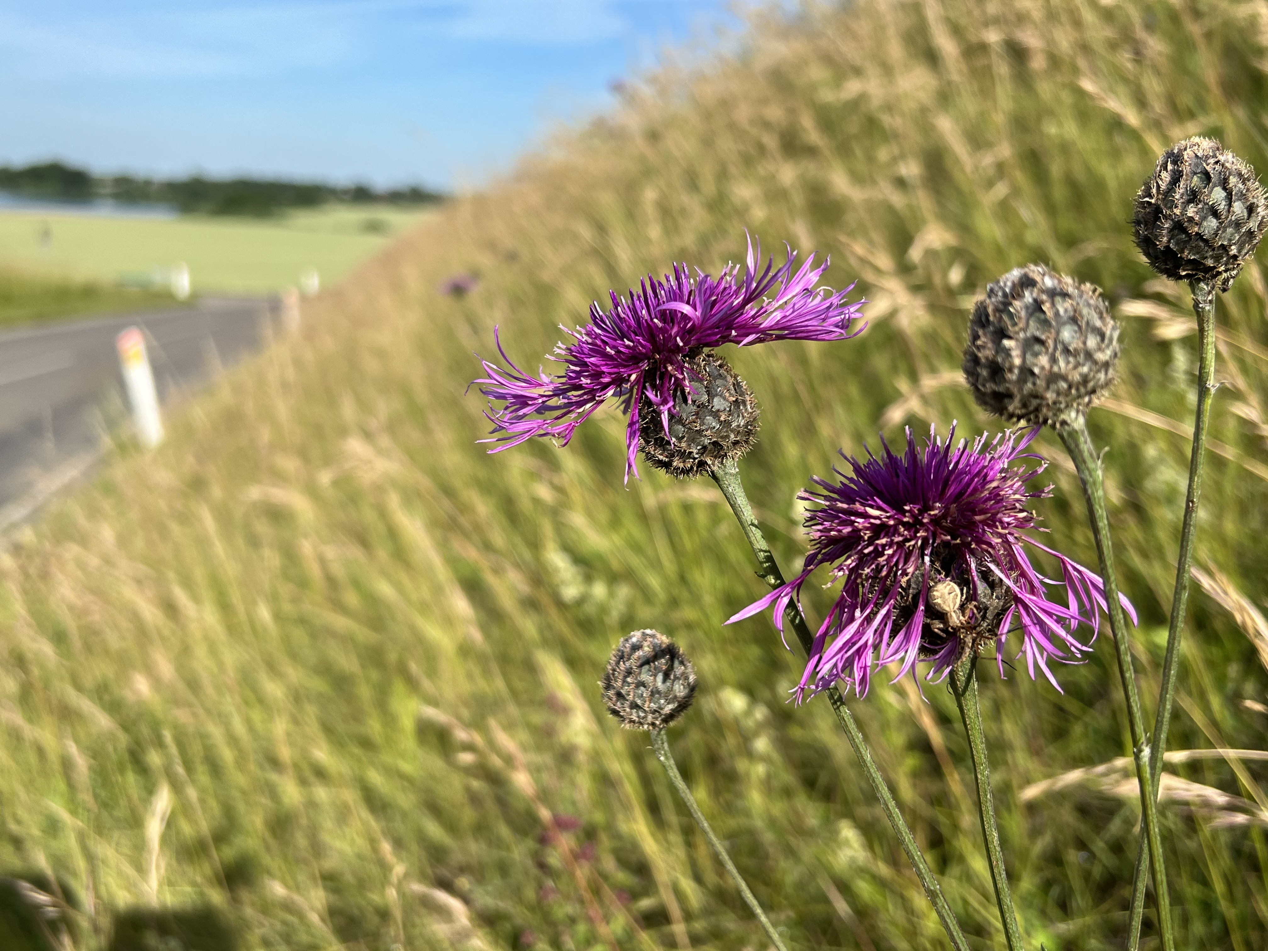 Stor knopurt ved Boserupvej. Kan du se edderkoppen der gemmer sig på billedet? 